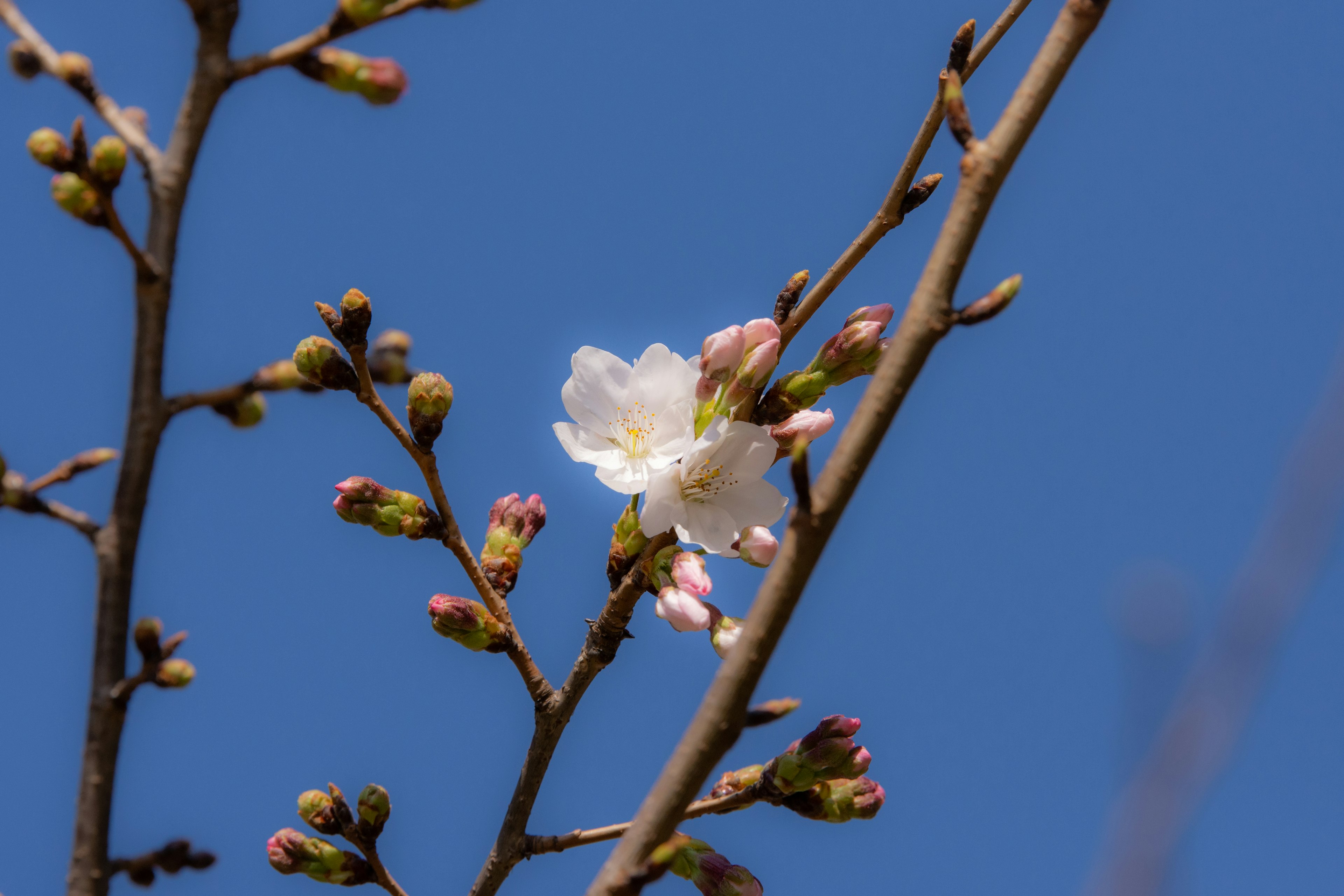 Kirschblüte mit Knospen vor einem klaren blauen Himmel