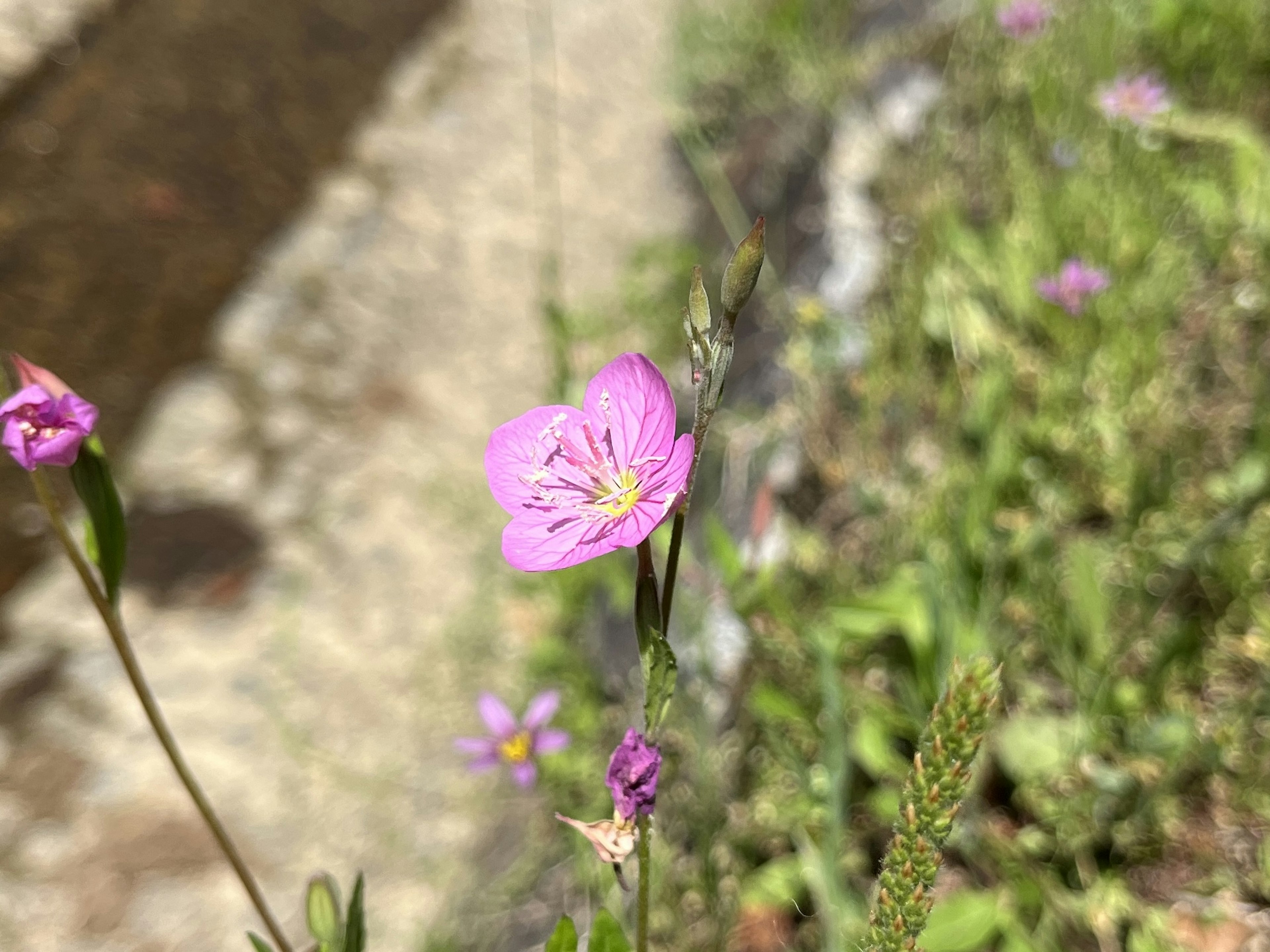 ピンクの花が咲いている草地の近くの小川