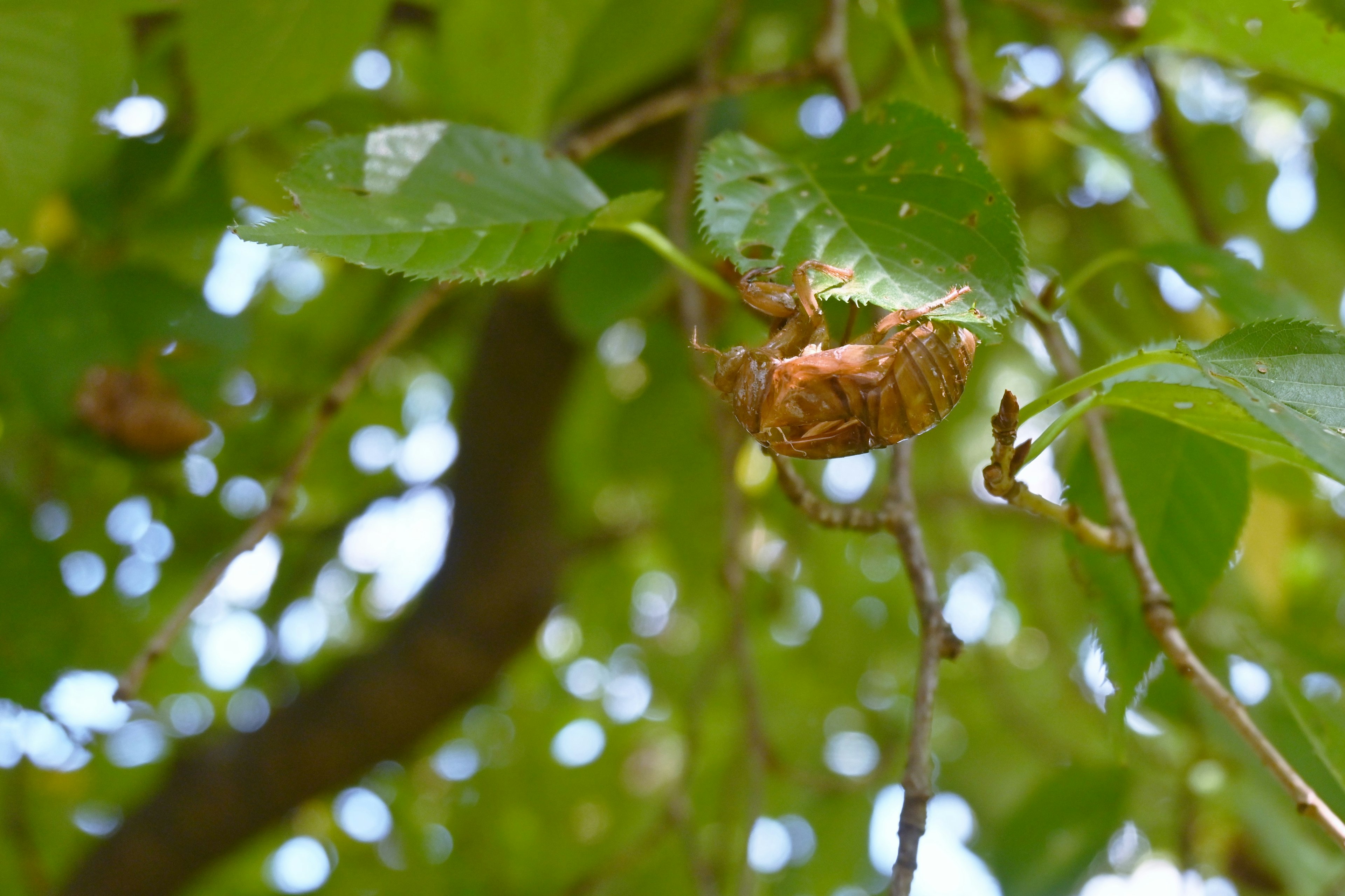 Coquille de cicada nichée parmi les feuilles vertes sur une branche d'arbre