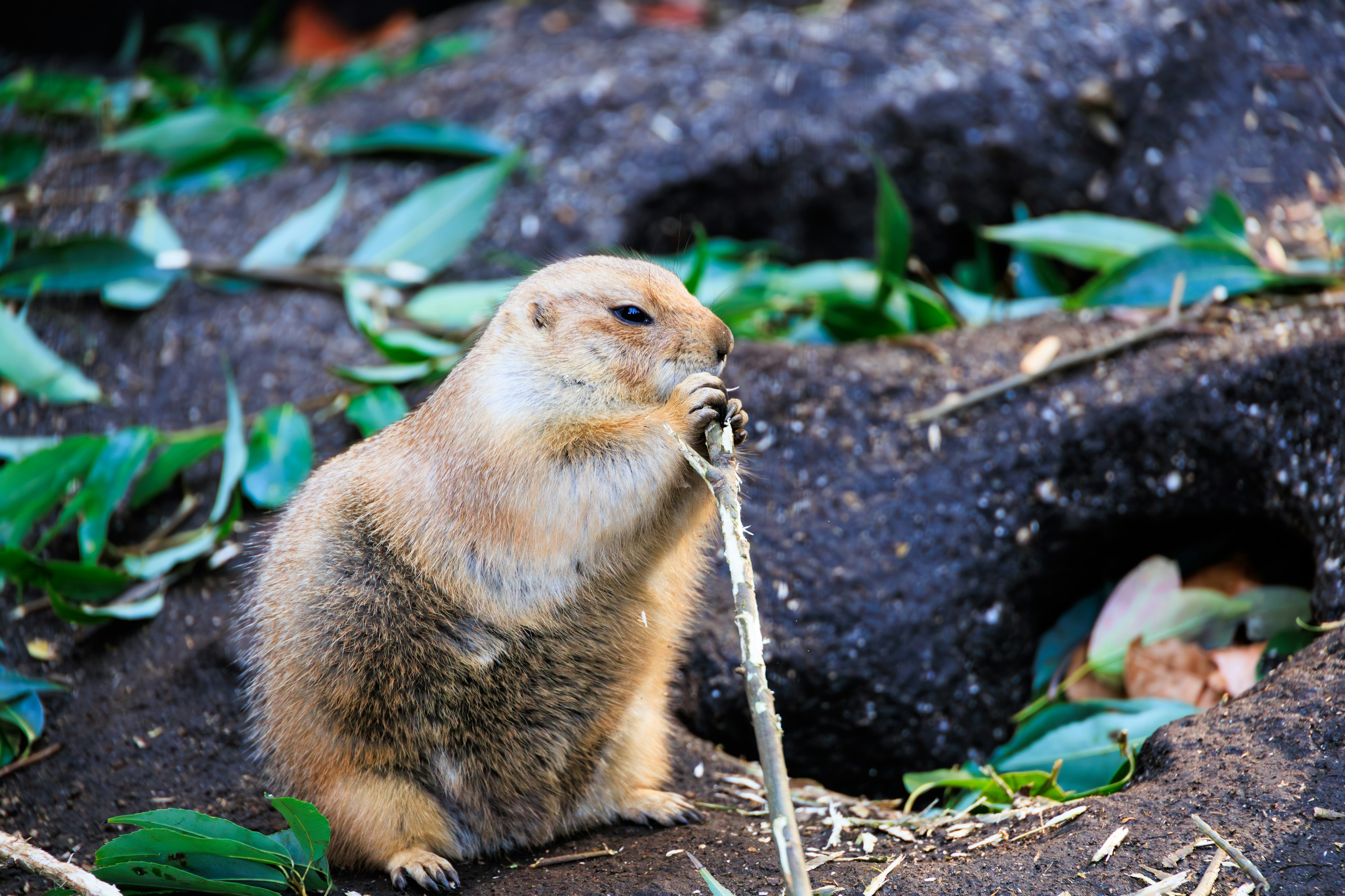 Prairie dog nibbling on a stick among green leaves