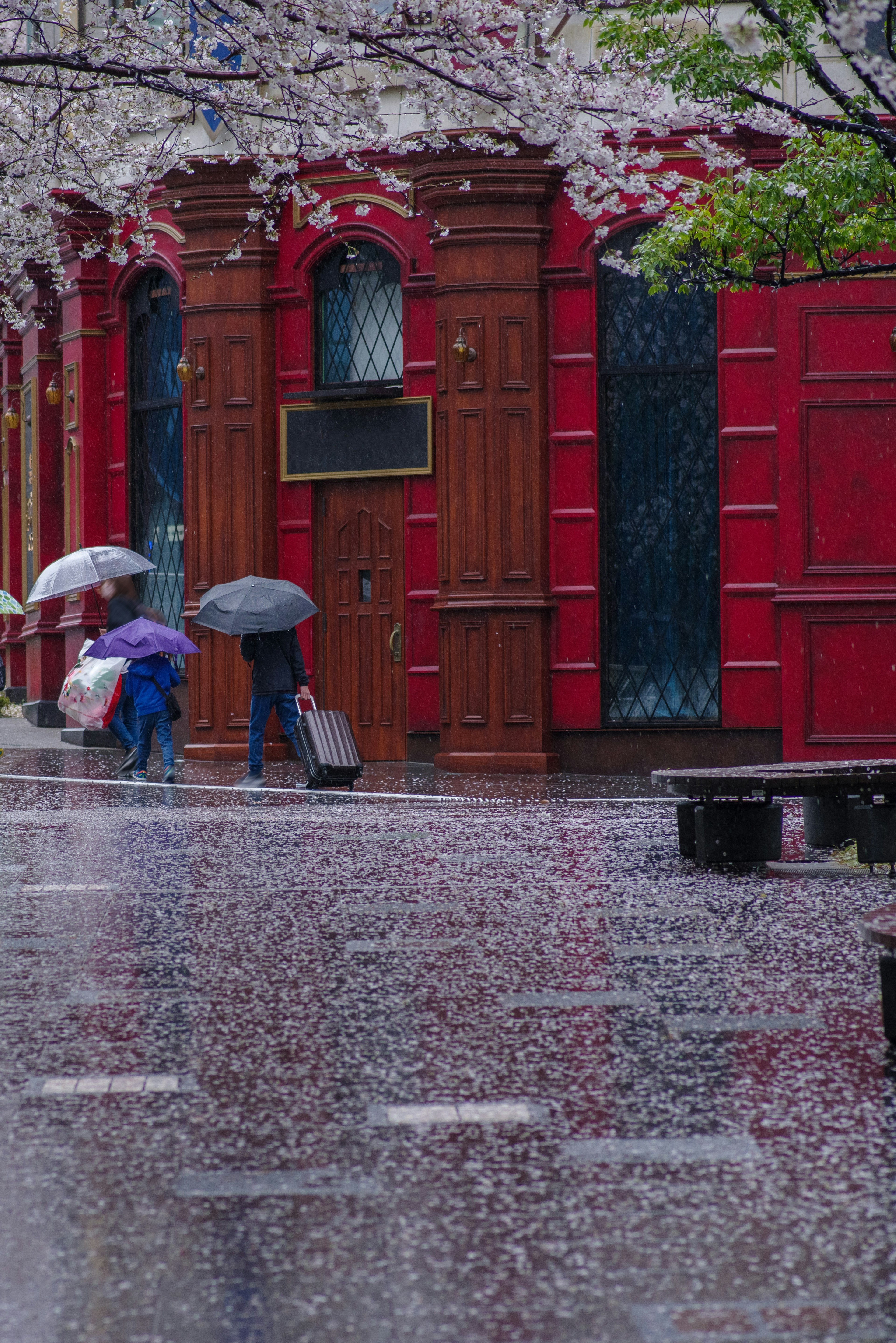 ผู้คนเดินถือร่มอยู่หน้าตึกสีแดงในวันที่ฝนตกพร้อมกับกลีบซากุระที่ปลิวไปมา