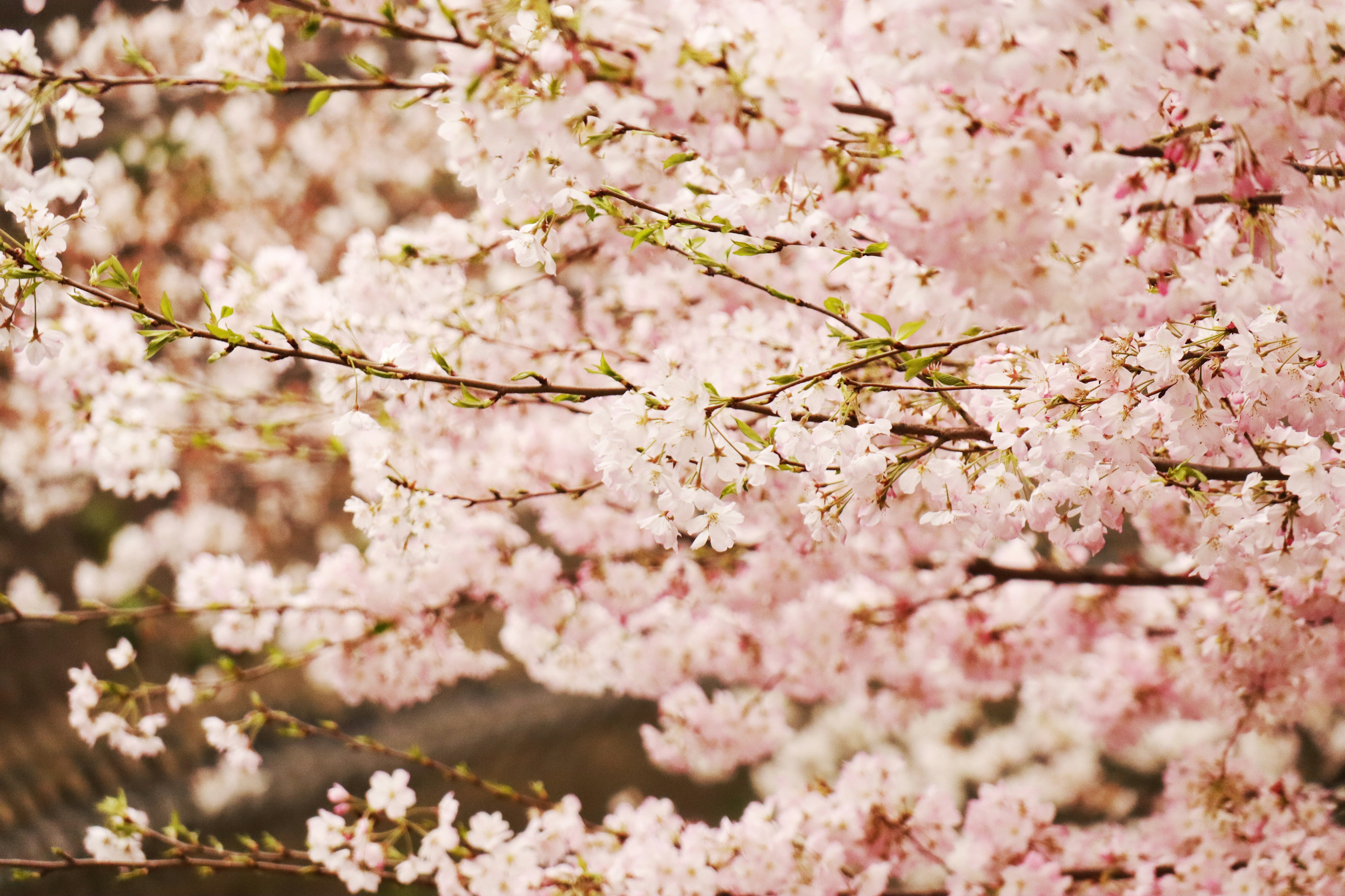 Magnifique paysage de cerisiers en fleurs