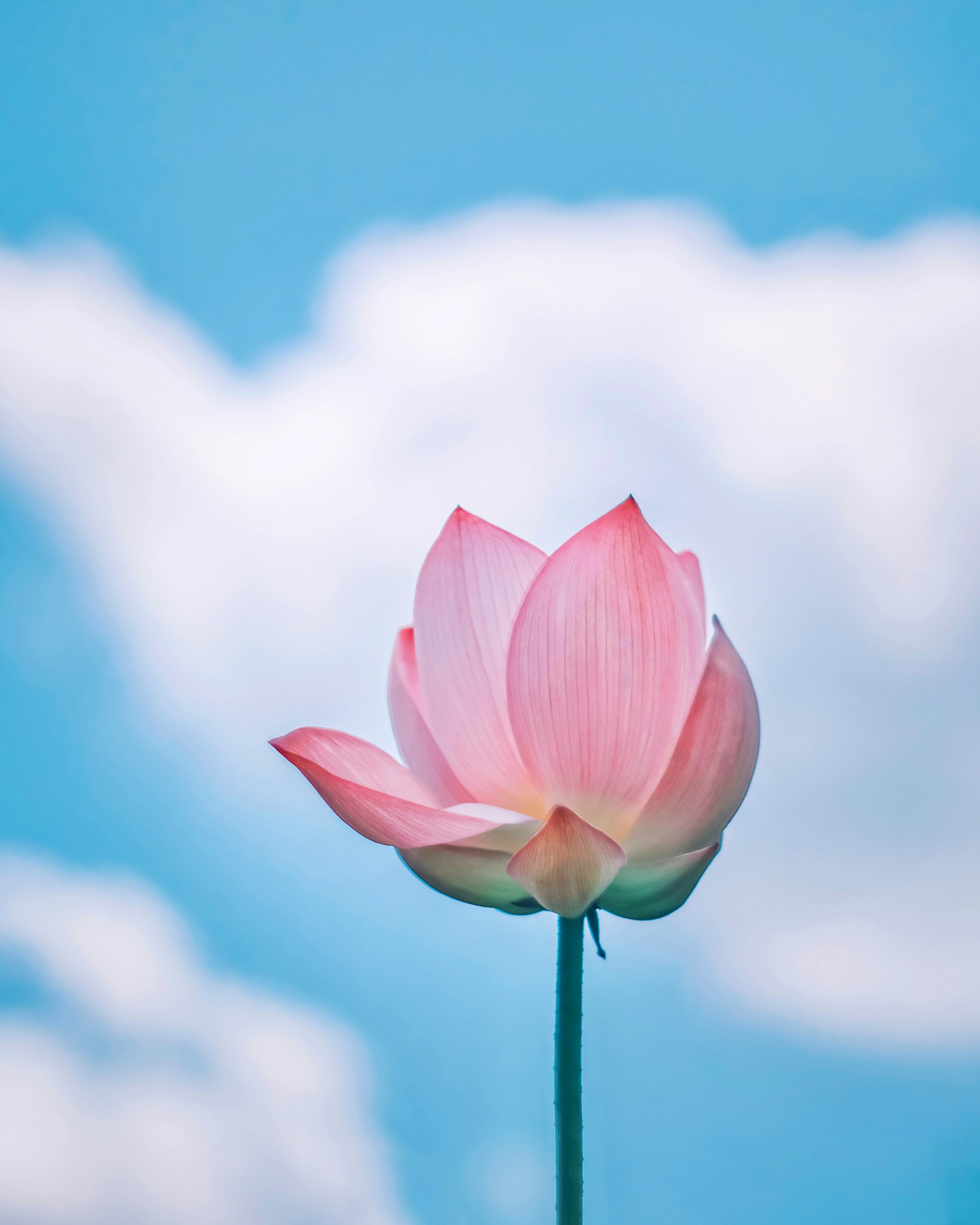 Hermosa flor de loto rosa bajo un cielo azul