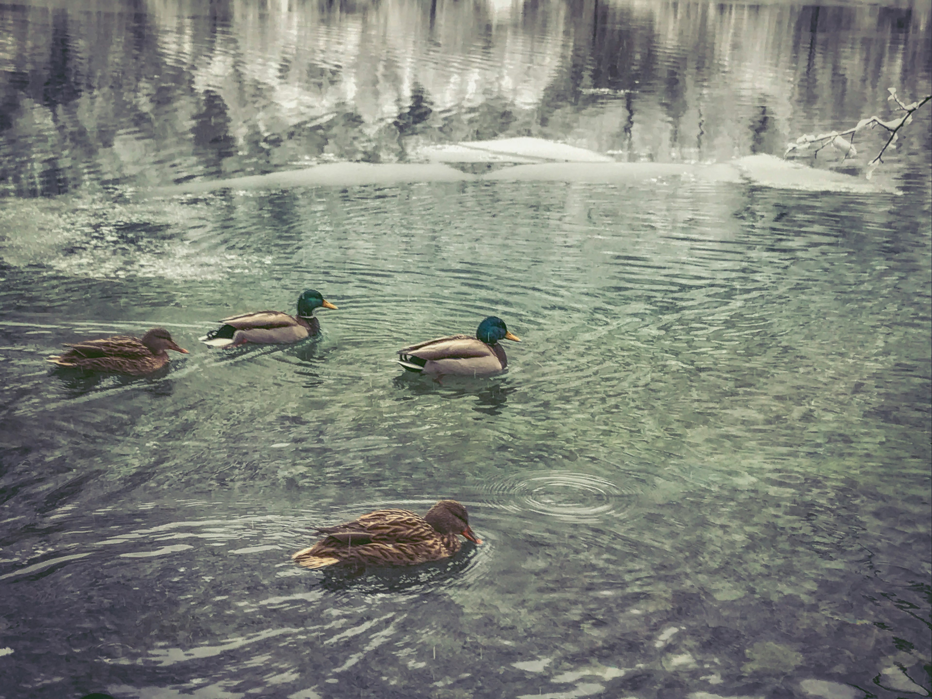 Ducks swimming in a calm pond with an icy backdrop