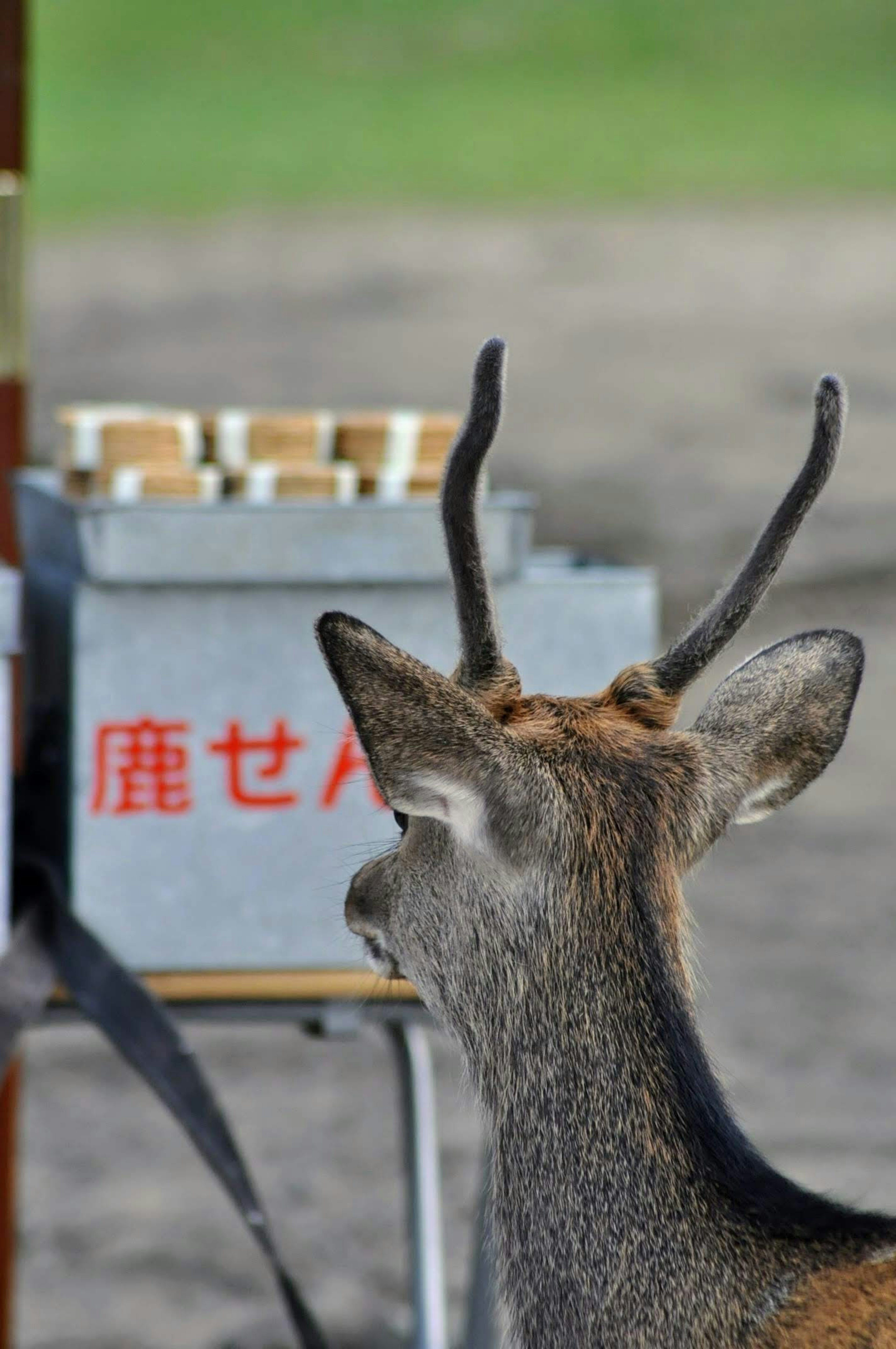 Un cerf attendant de la nourriture près d'une station d'alimentation