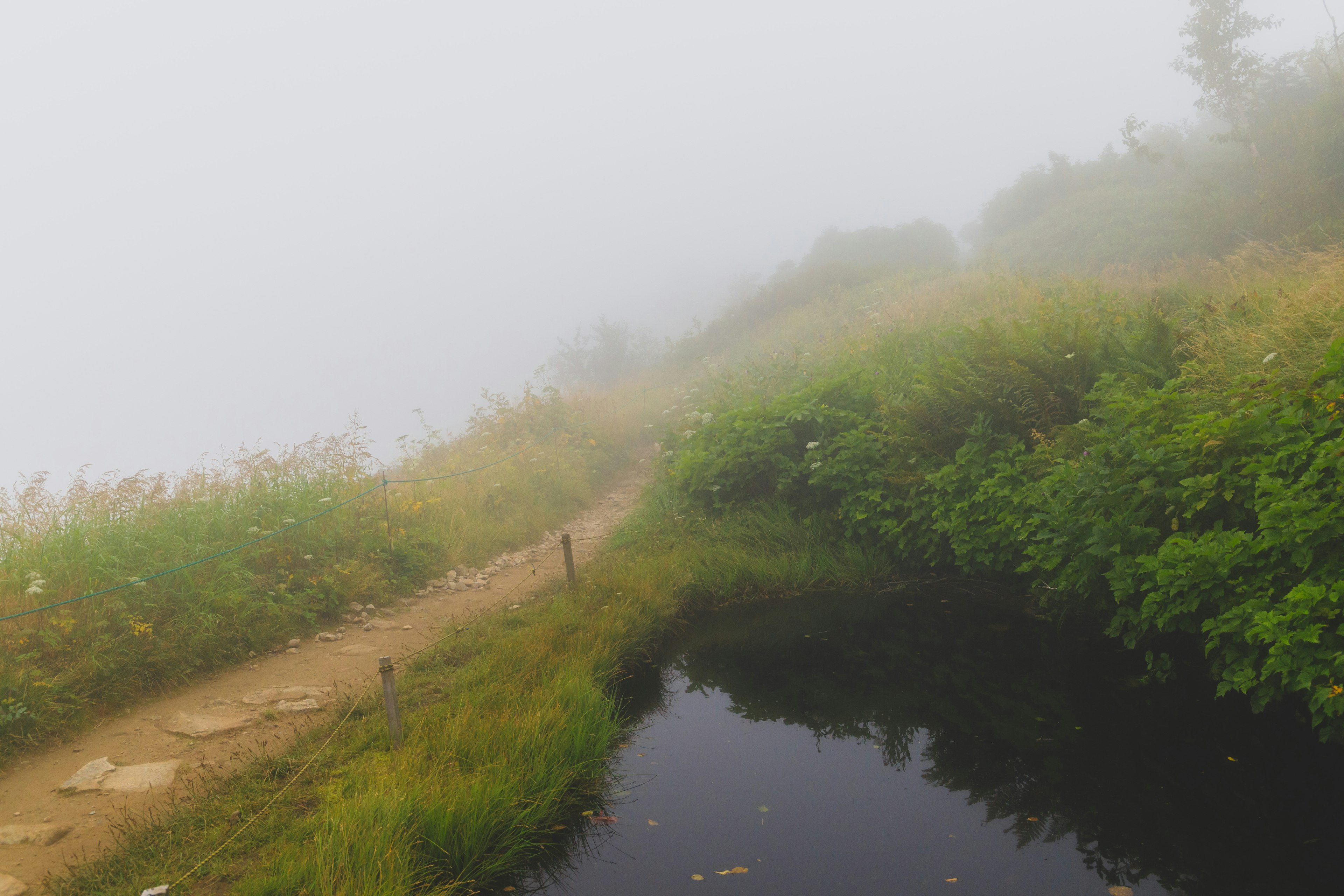 Foggy path alongside a serene waterway with lush greenery