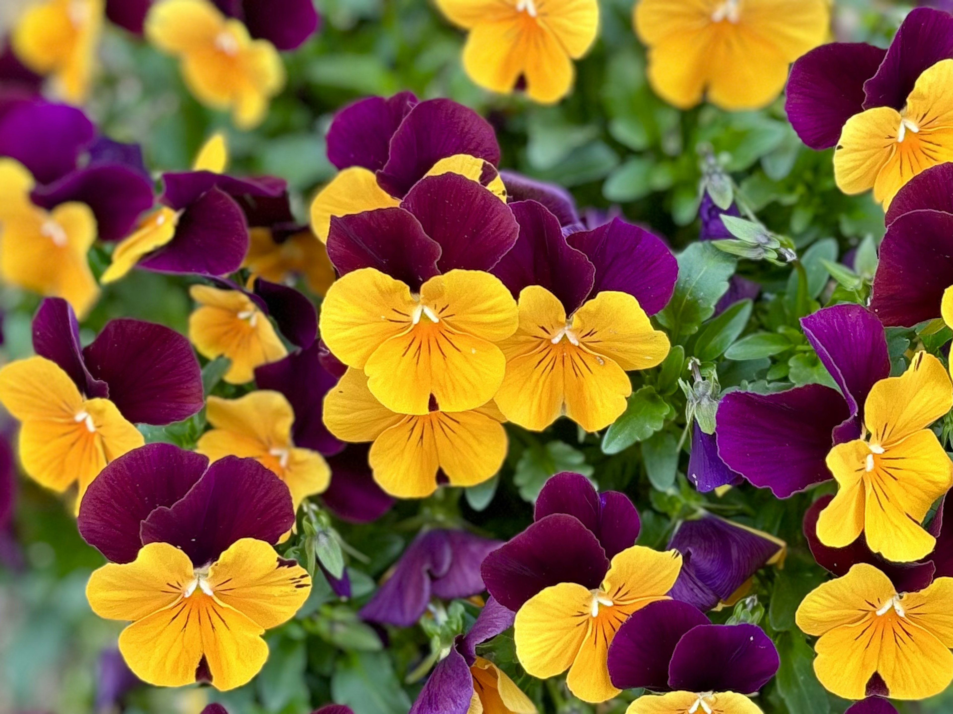 Fleurs de pensées violettes et jaunes éclatantes en fleur