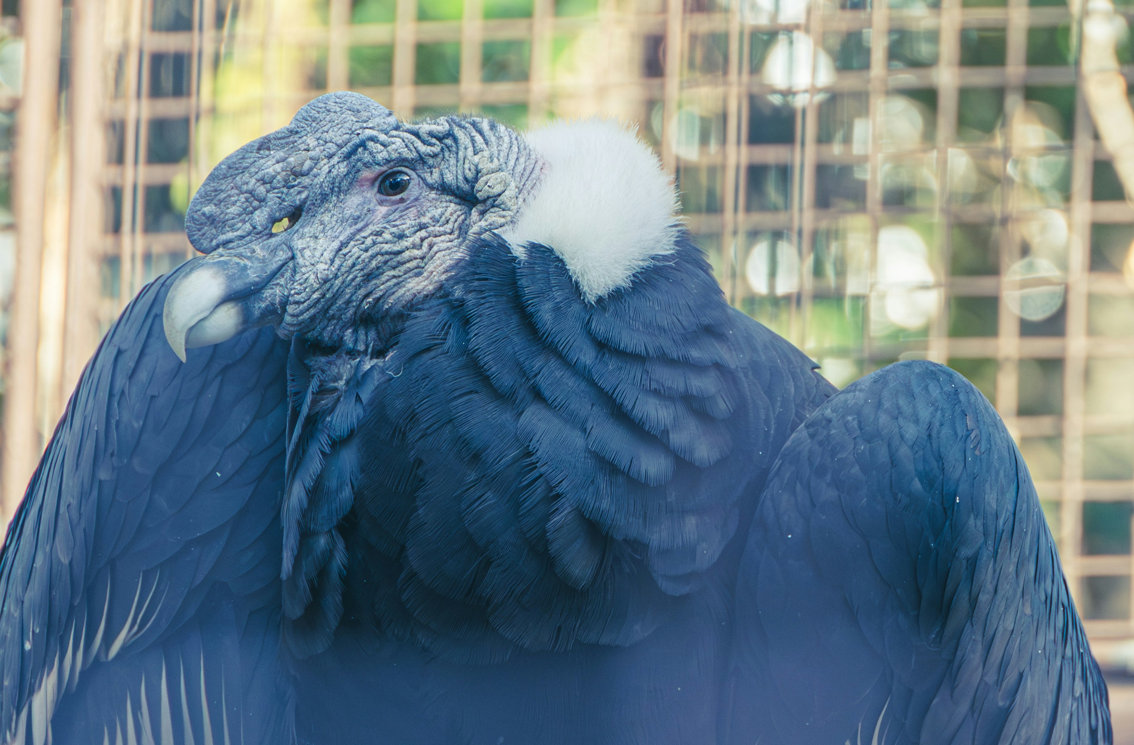 The image shows a close-up of a Andean condor with distinctive feathers and a unique head shape