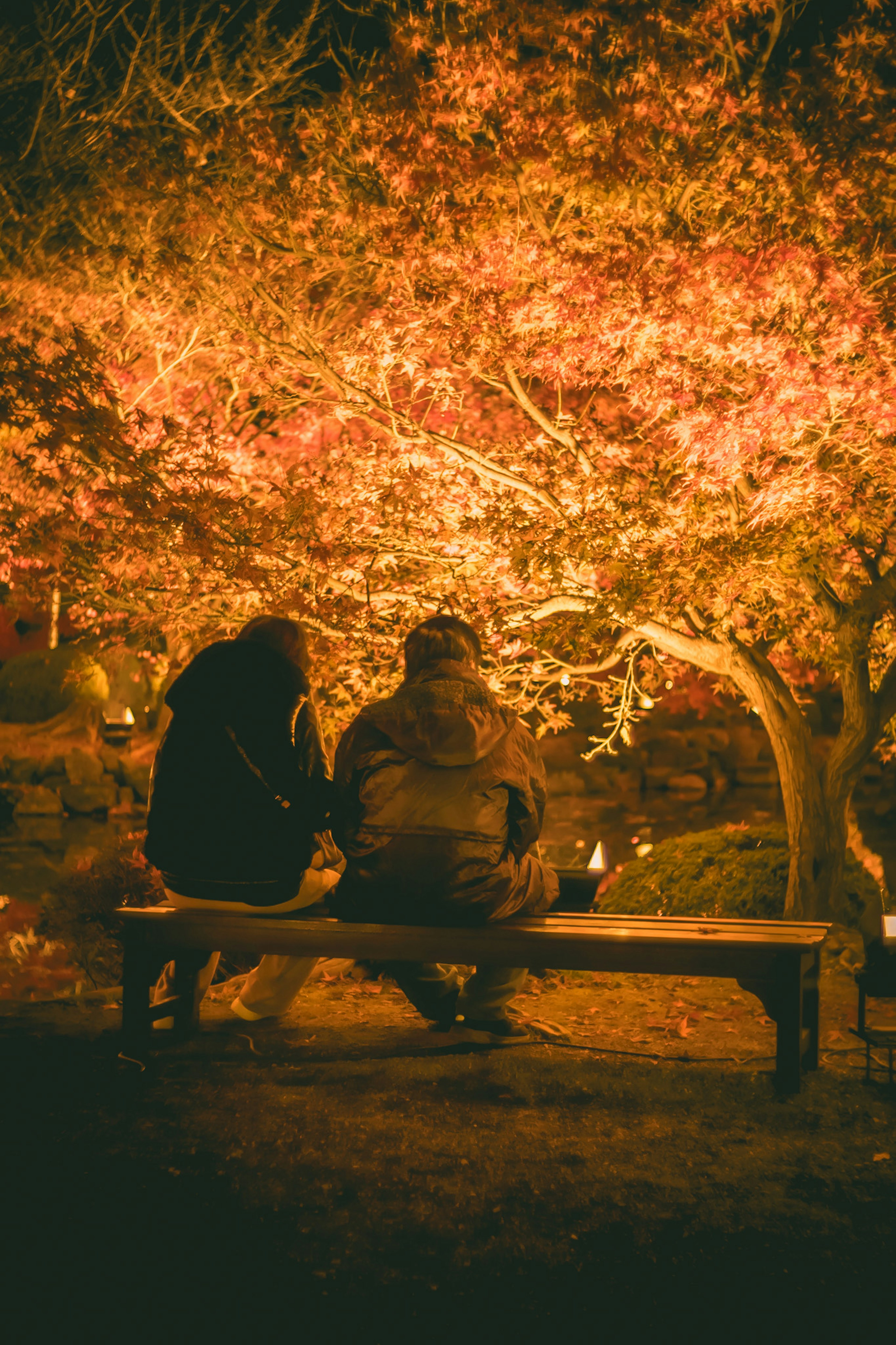 夜の公園でベンチに座るカップルと紅葉した木