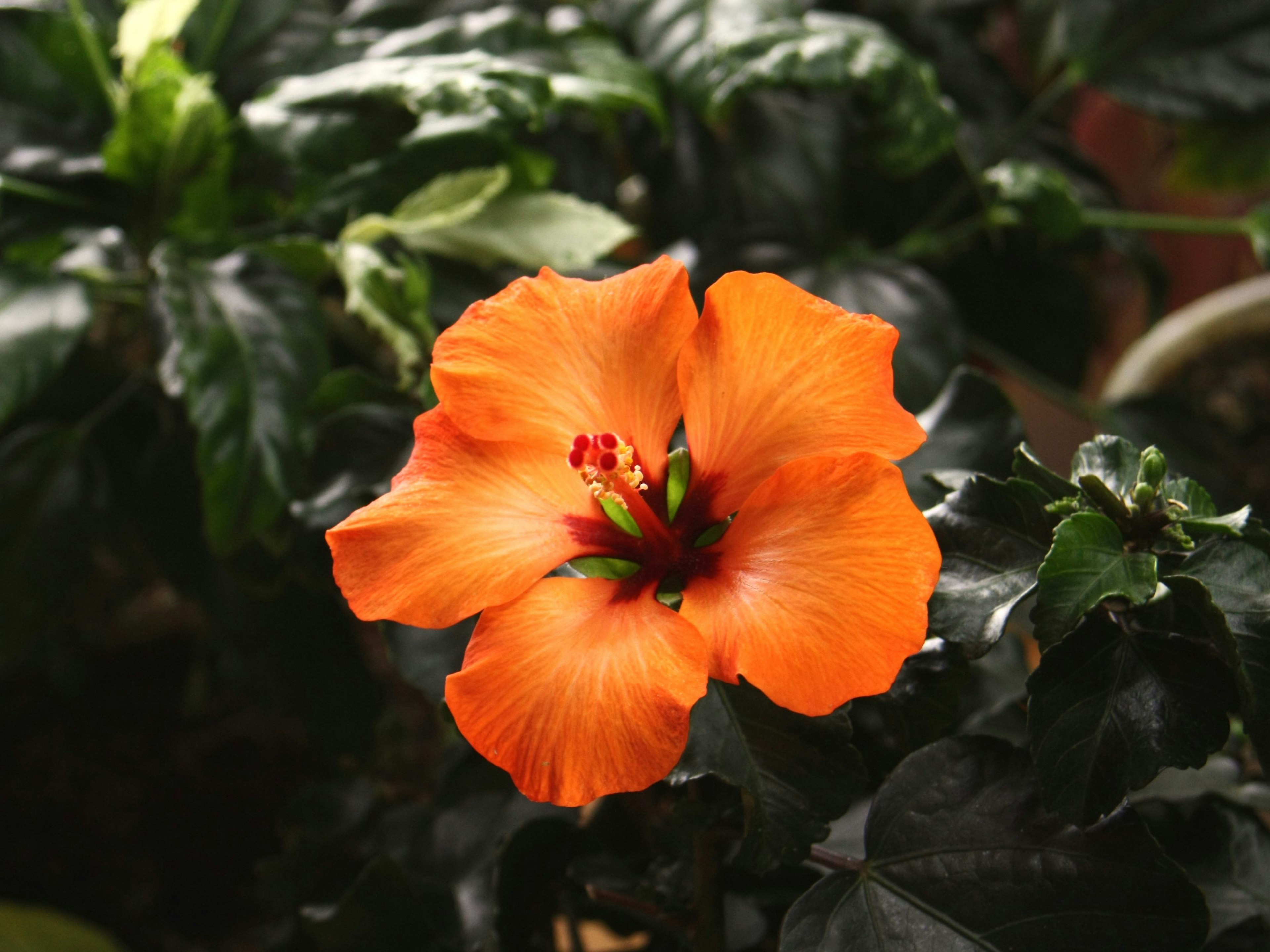 Flor de hibisco naranja vibrante rodeada de hojas verdes