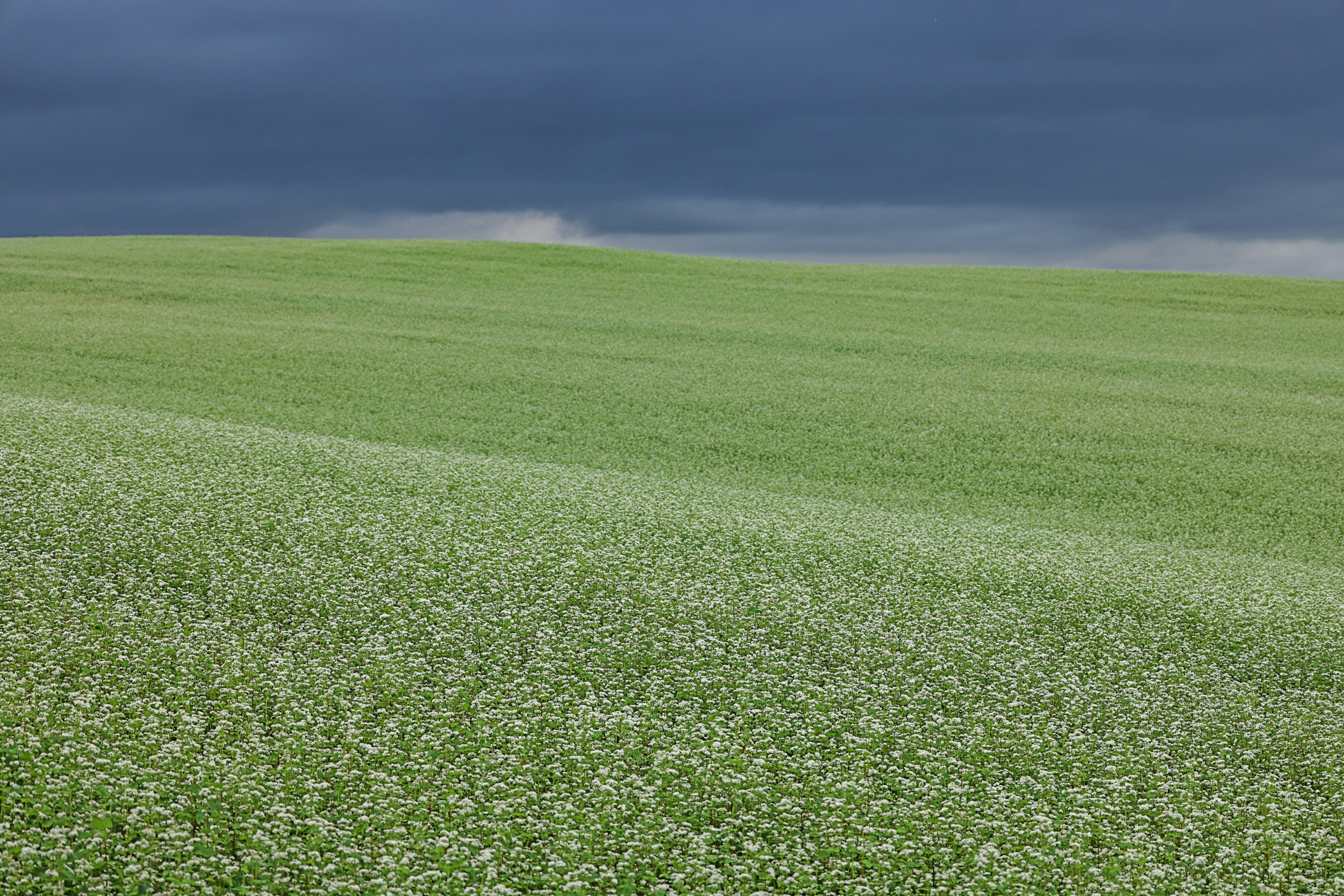 Weites grünes Feld unter einem dunklen bewölkten Himmel