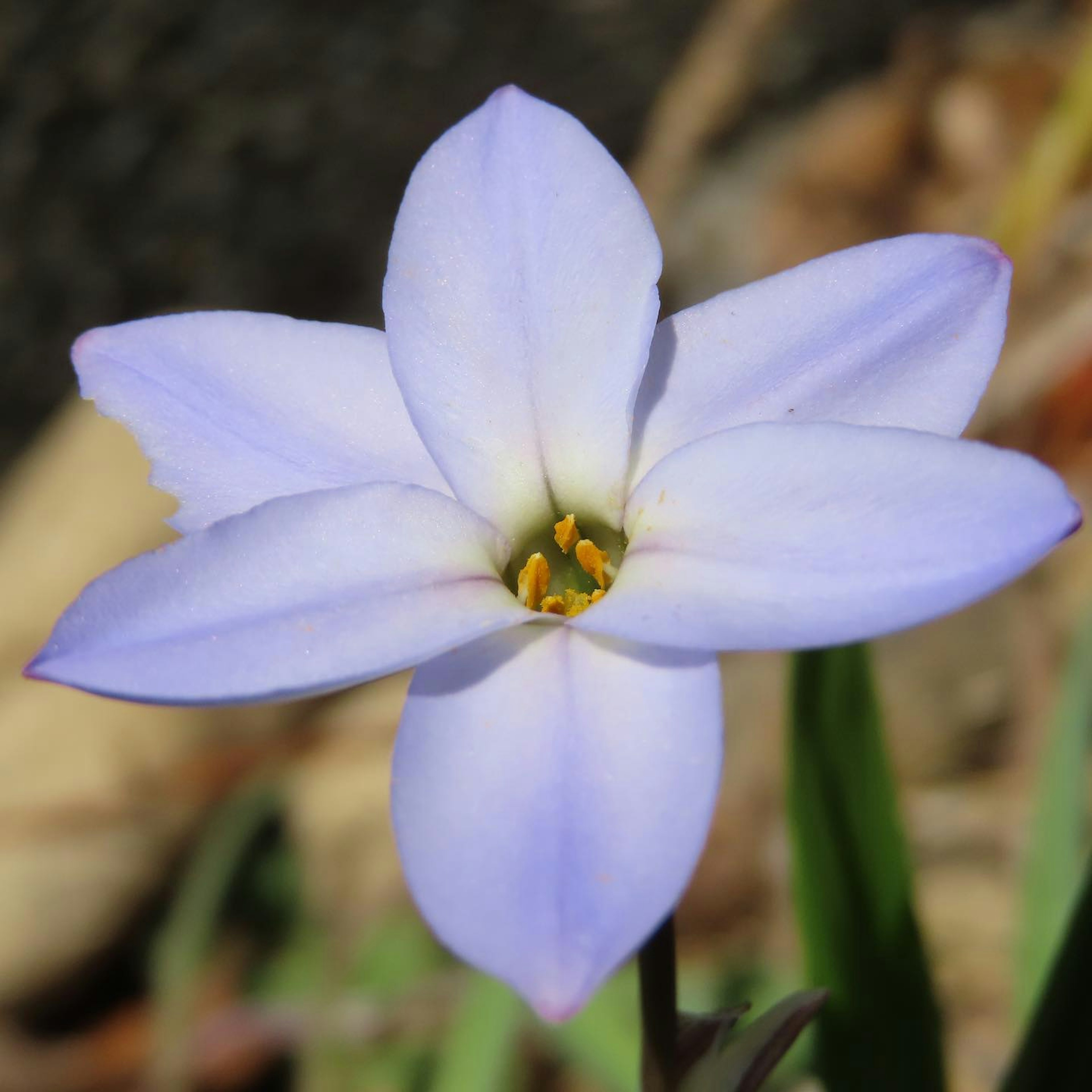 Nahaufnahme einer blassen lila Blume mit gelben Staubblättern