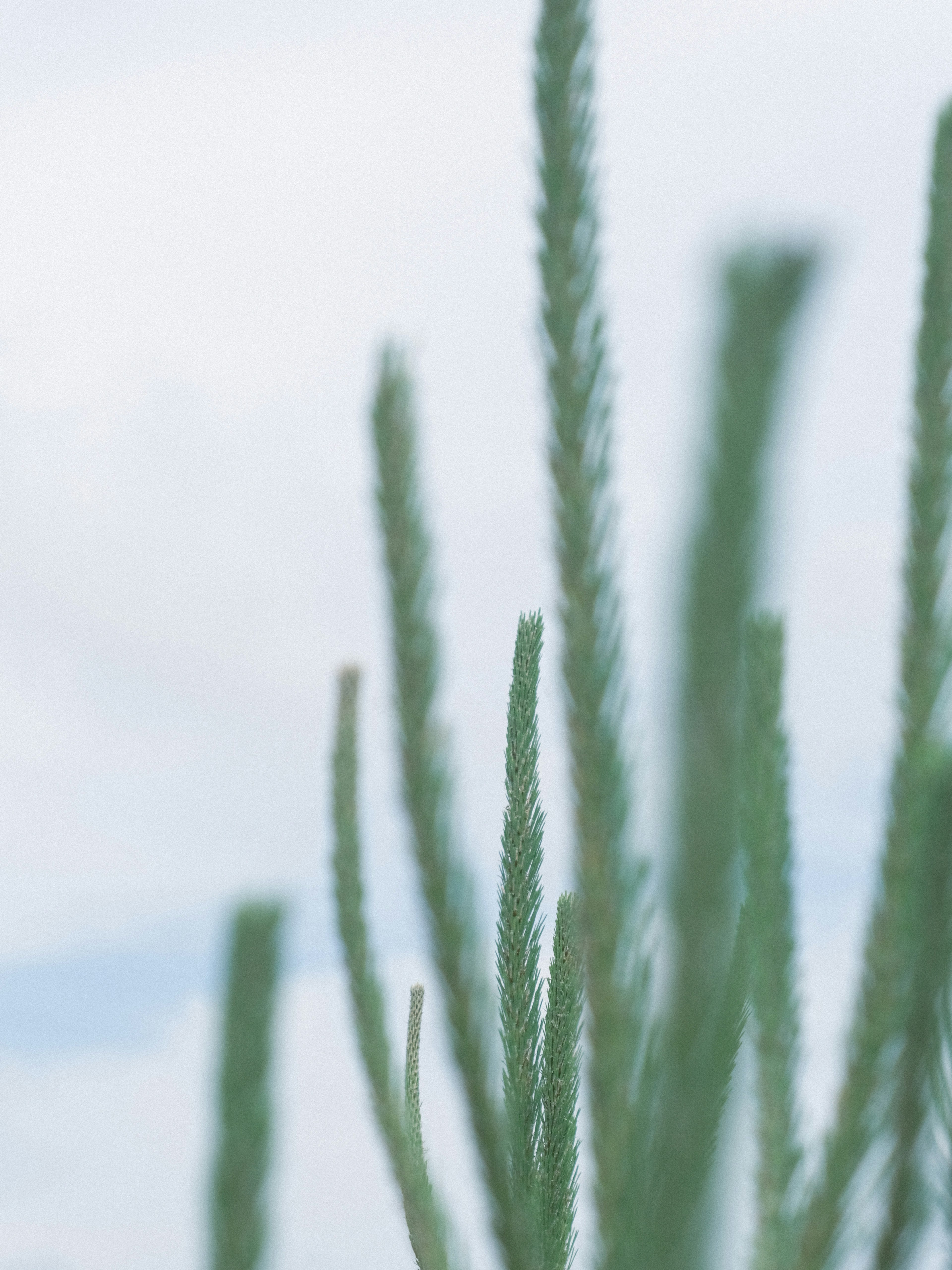 Fins tiges vertes d'une plante contre un ciel bleu doux