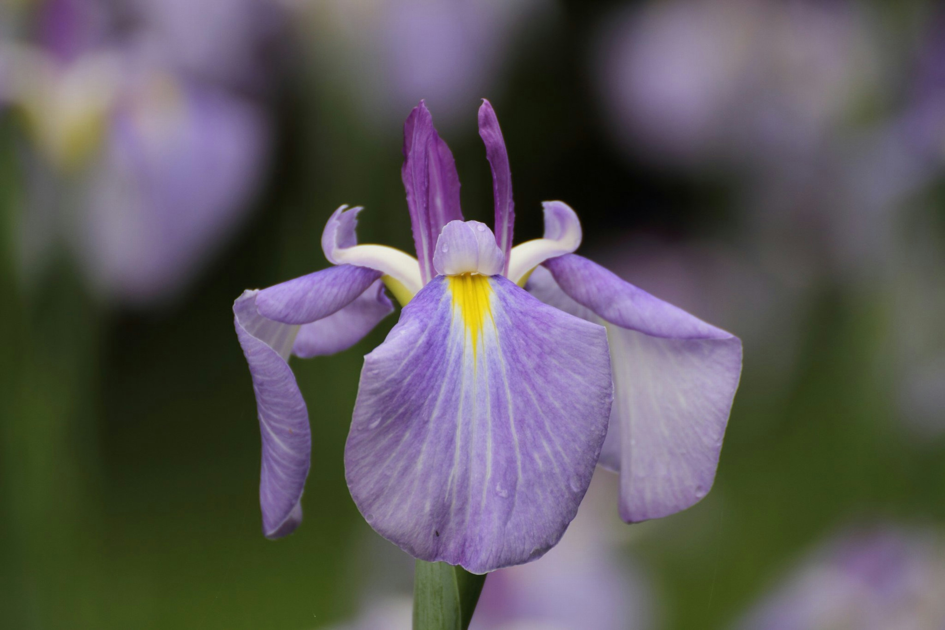 A beautiful purple iris flower prominently displayed with noticeable yellow accents