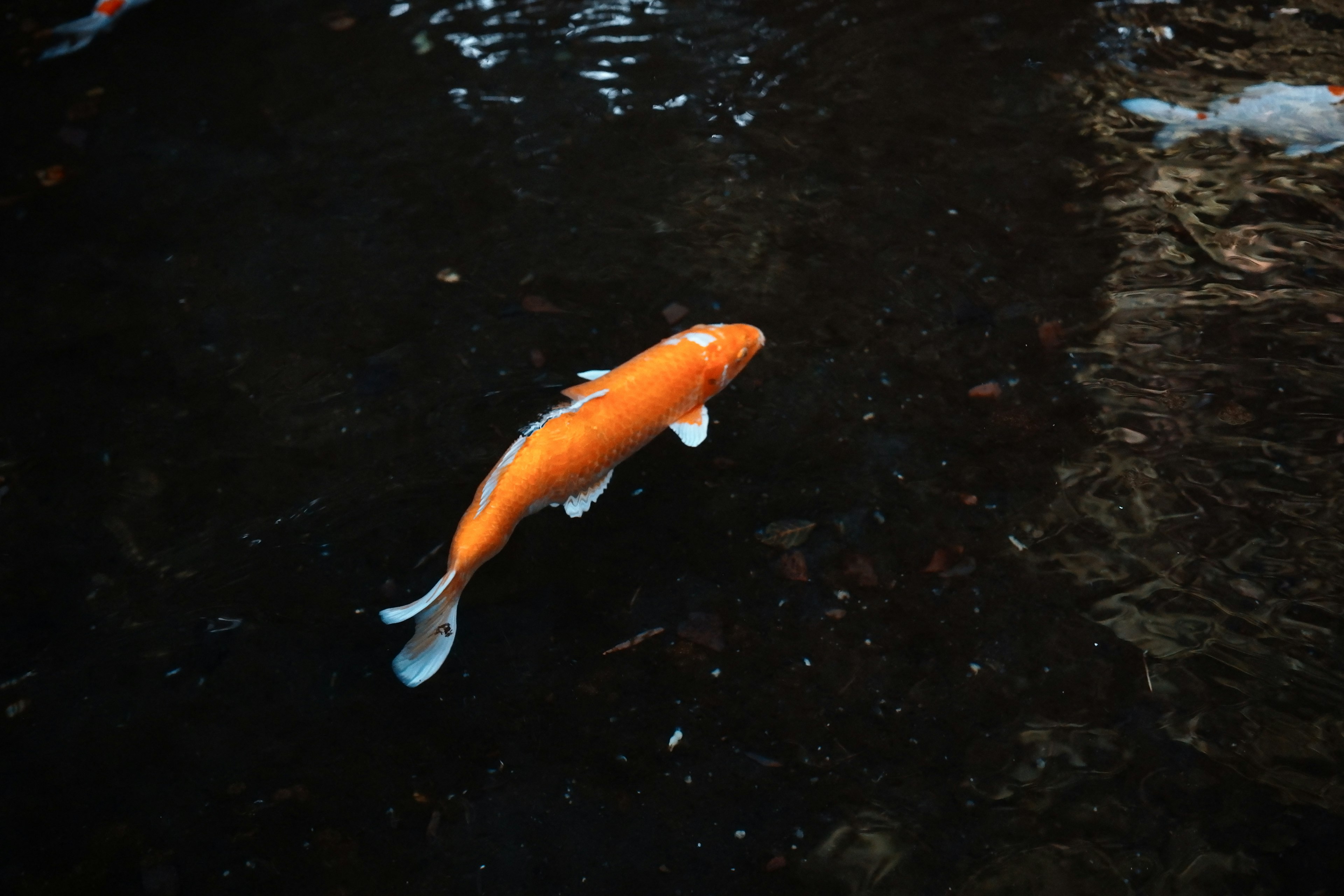 Ein orangefarbener Koi-Fisch schwimmt im dunklen Wasser