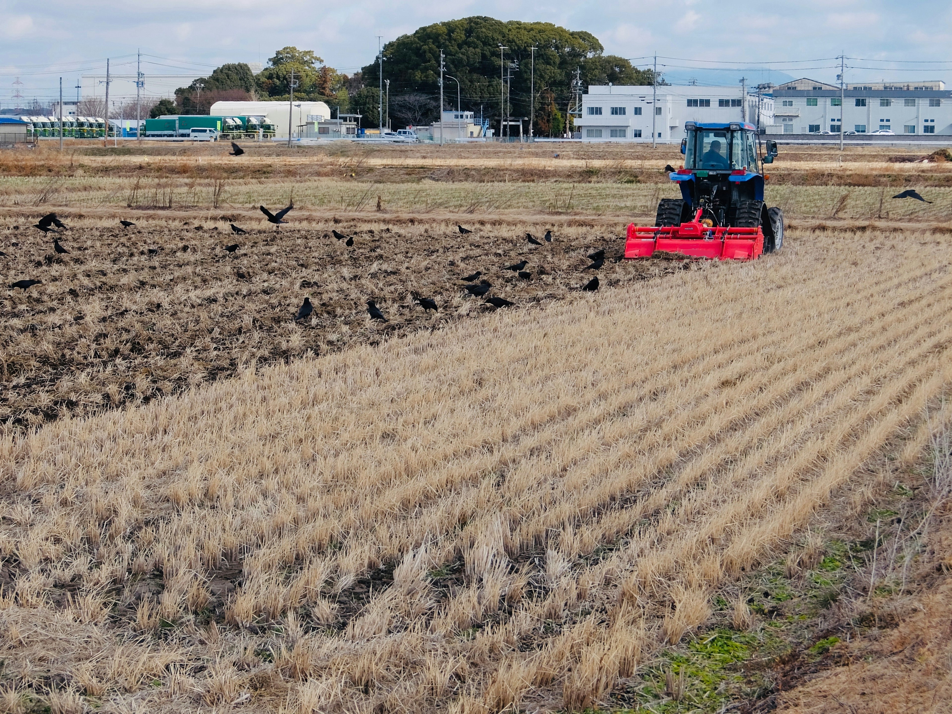 赤いトラクターが乾燥した田んぼで作業している風景