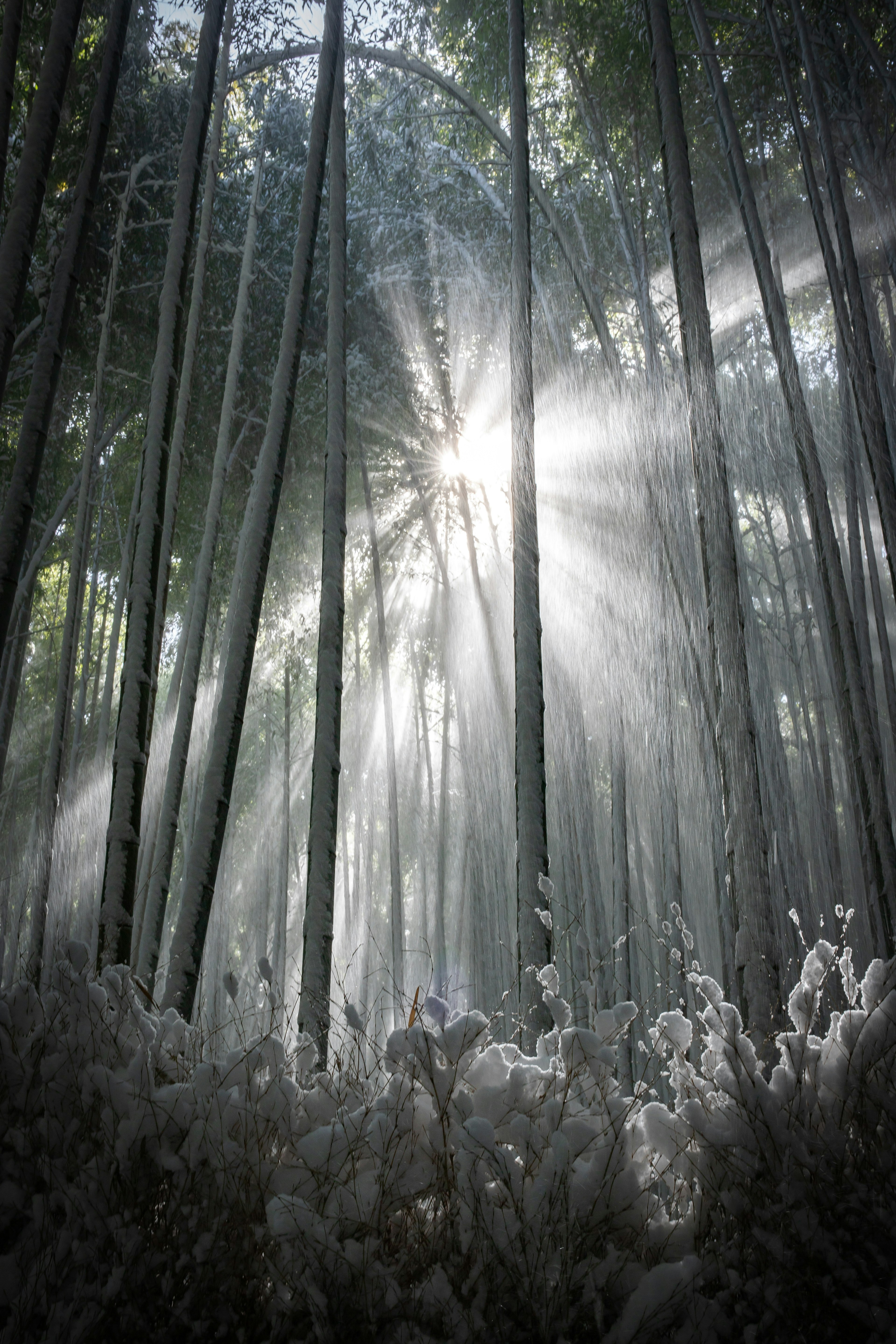 Raggi di sole che filtrano attraverso una foresta di bambù con nebbia