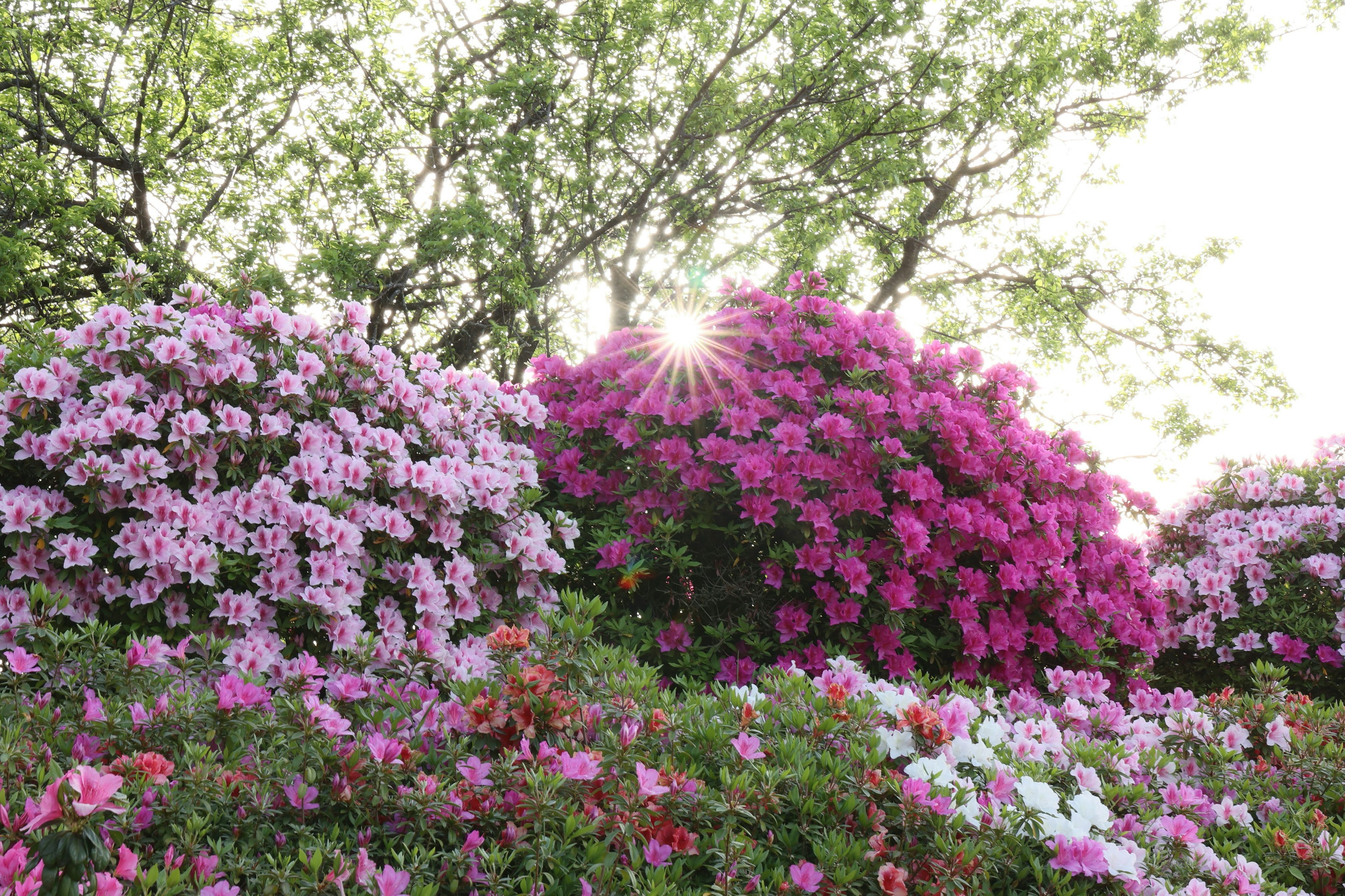 Azaleas coloridas floreciendo con la luz del sol brillando a través