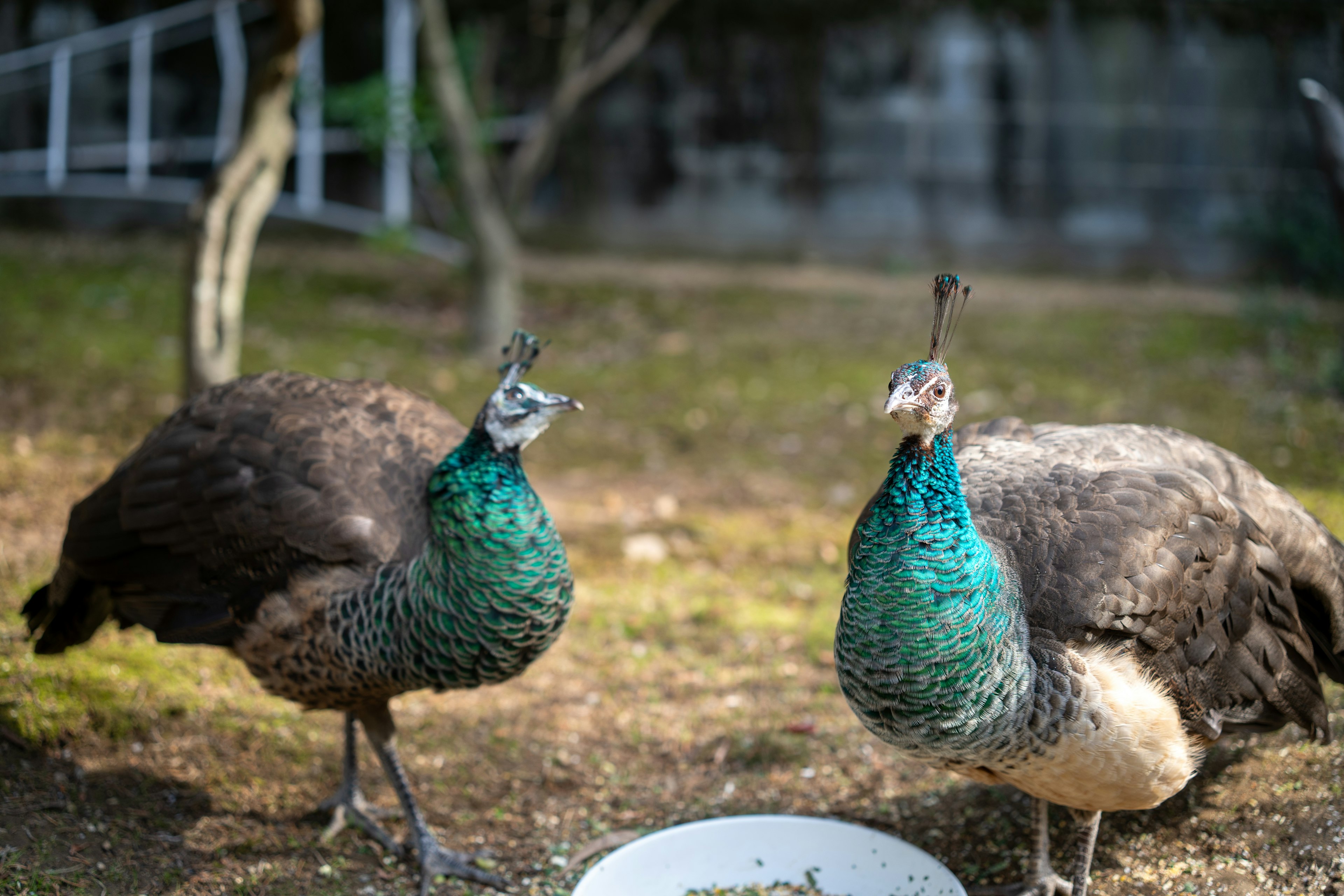 Dos pavos reales comiendo de un tazón con plumas verdes distintivas