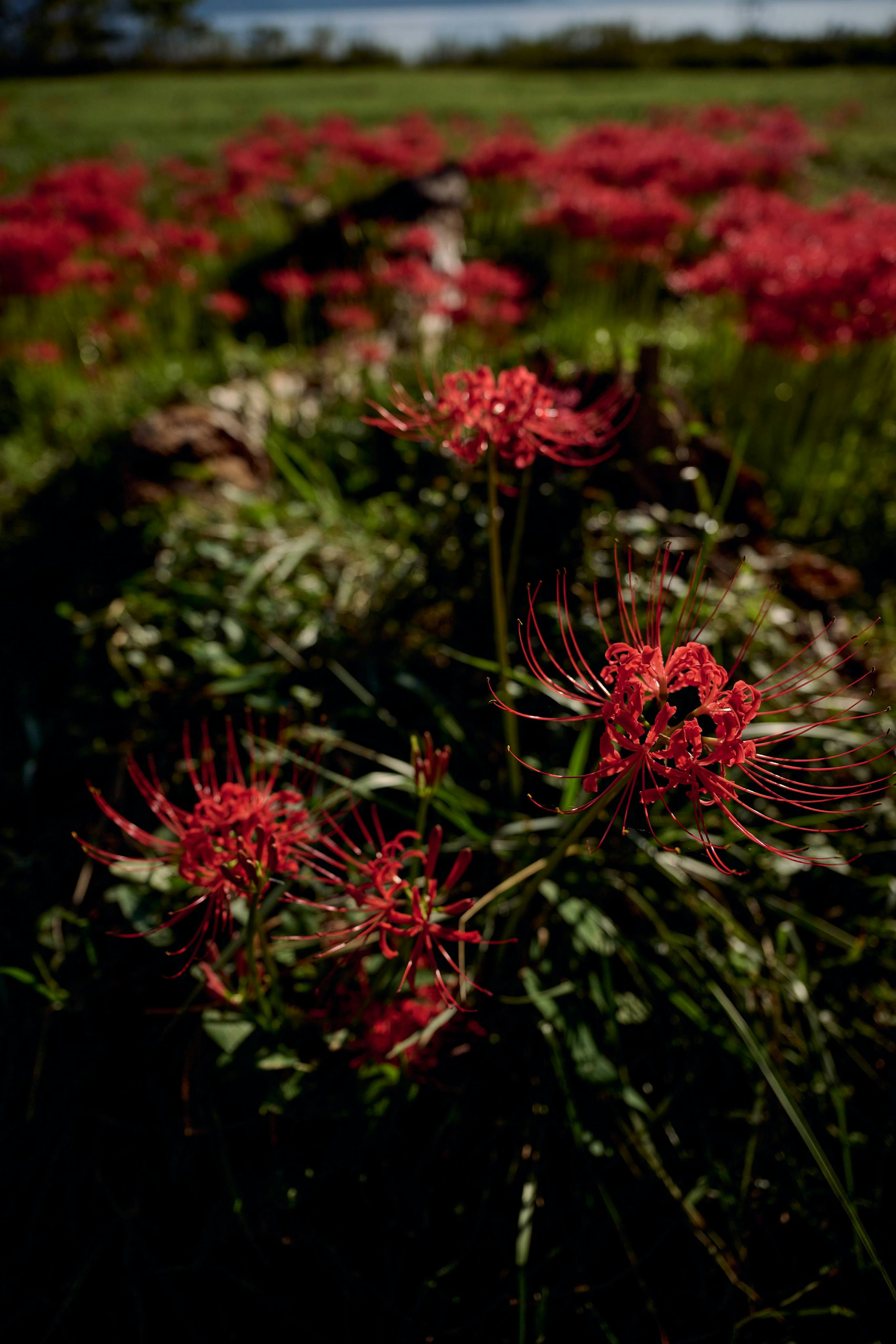 A field of red spider lilies blooming vibrantly