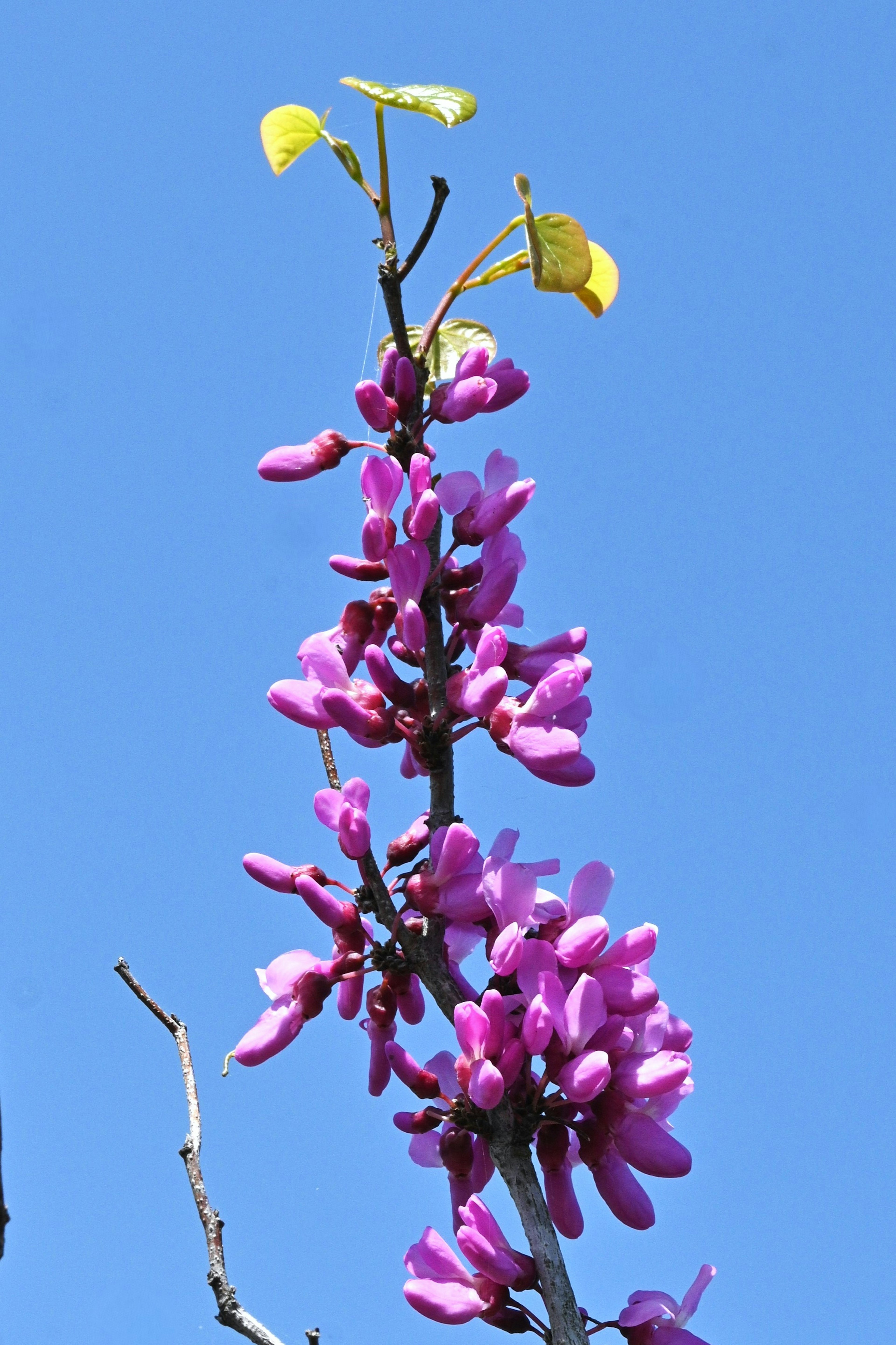 青空の下に咲く紫色の花と新緑の葉