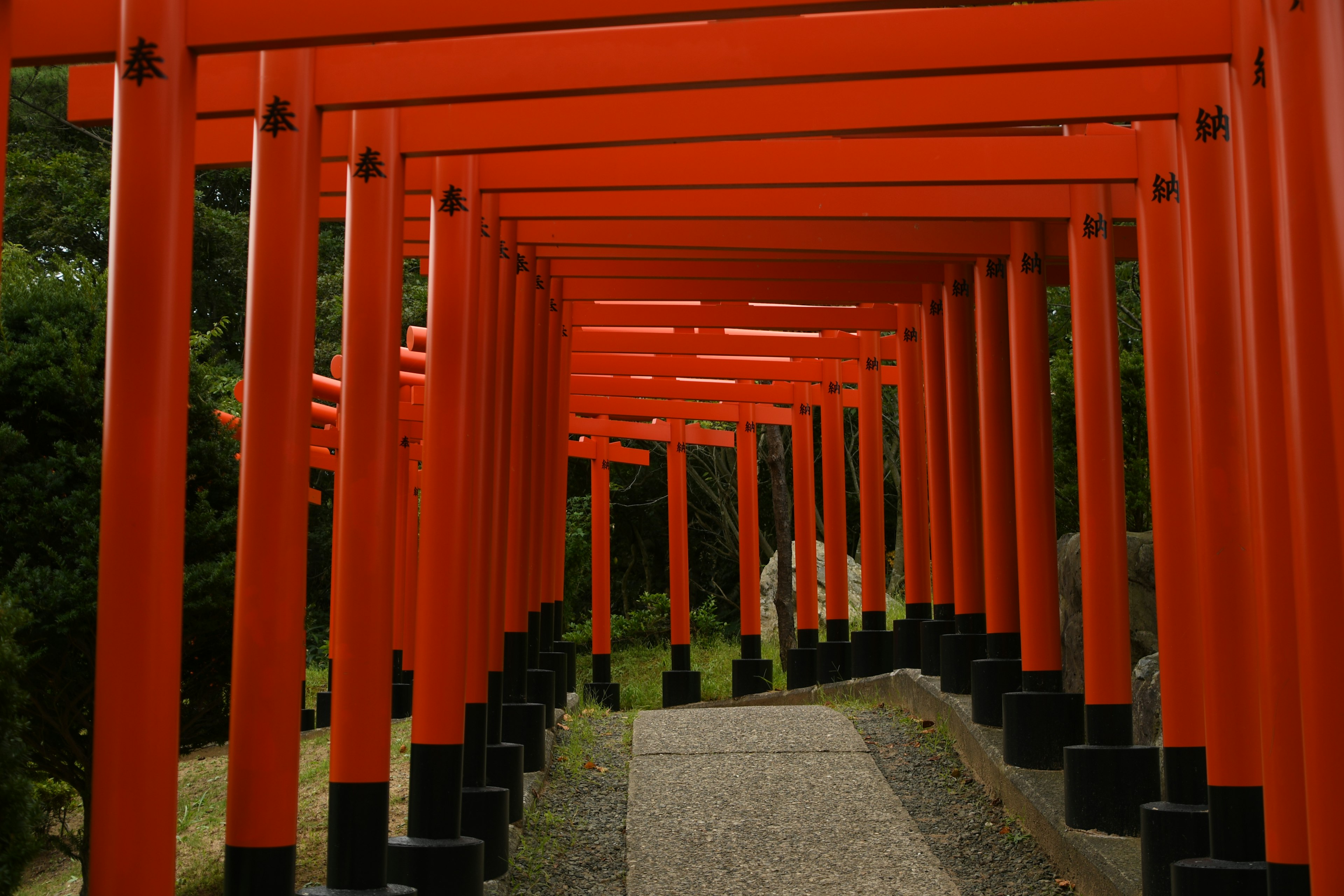 Pathway lined with vibrant red torii gates