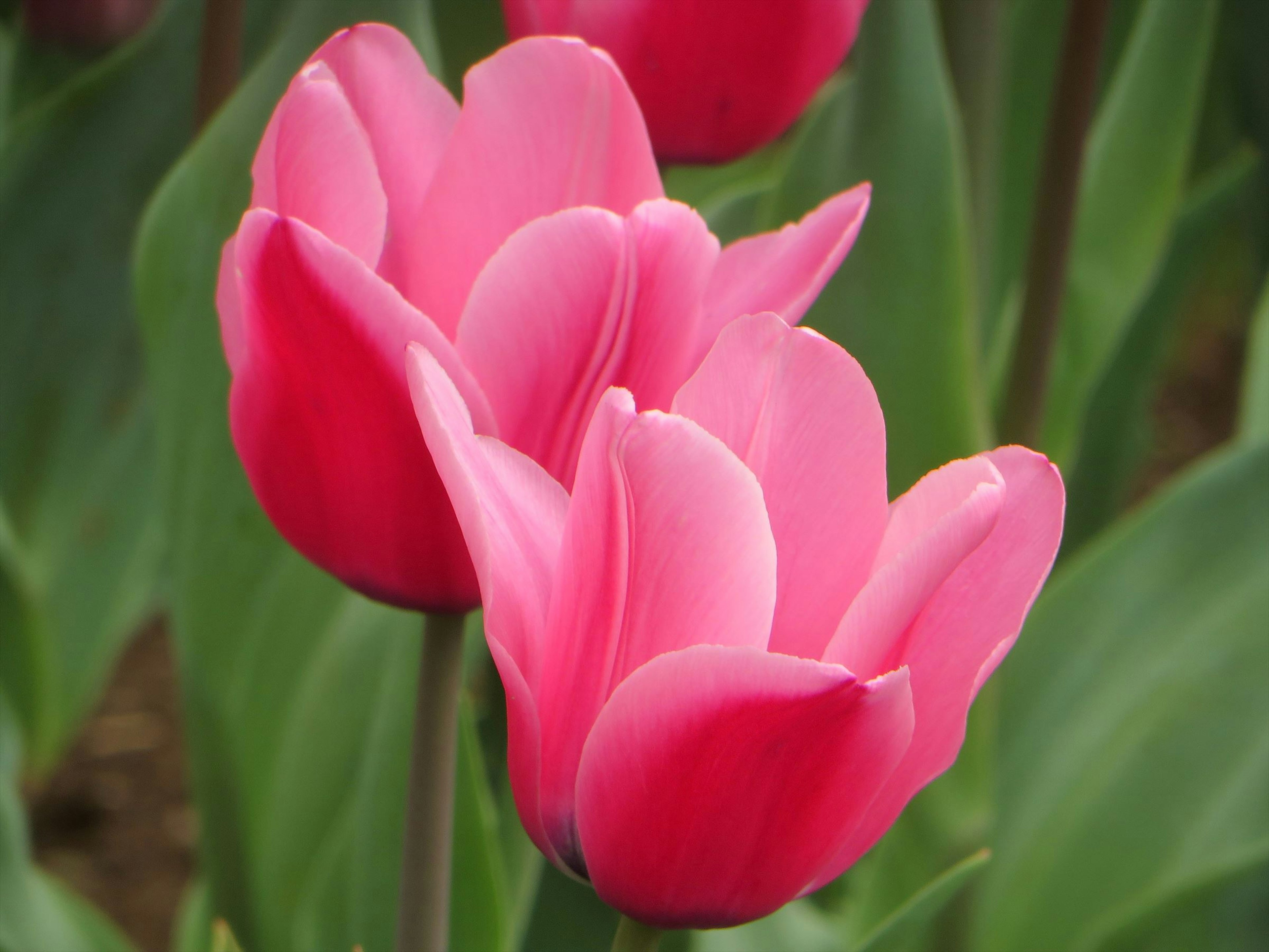 Tulipanes rosas vibrantes floreciendo entre hojas verdes