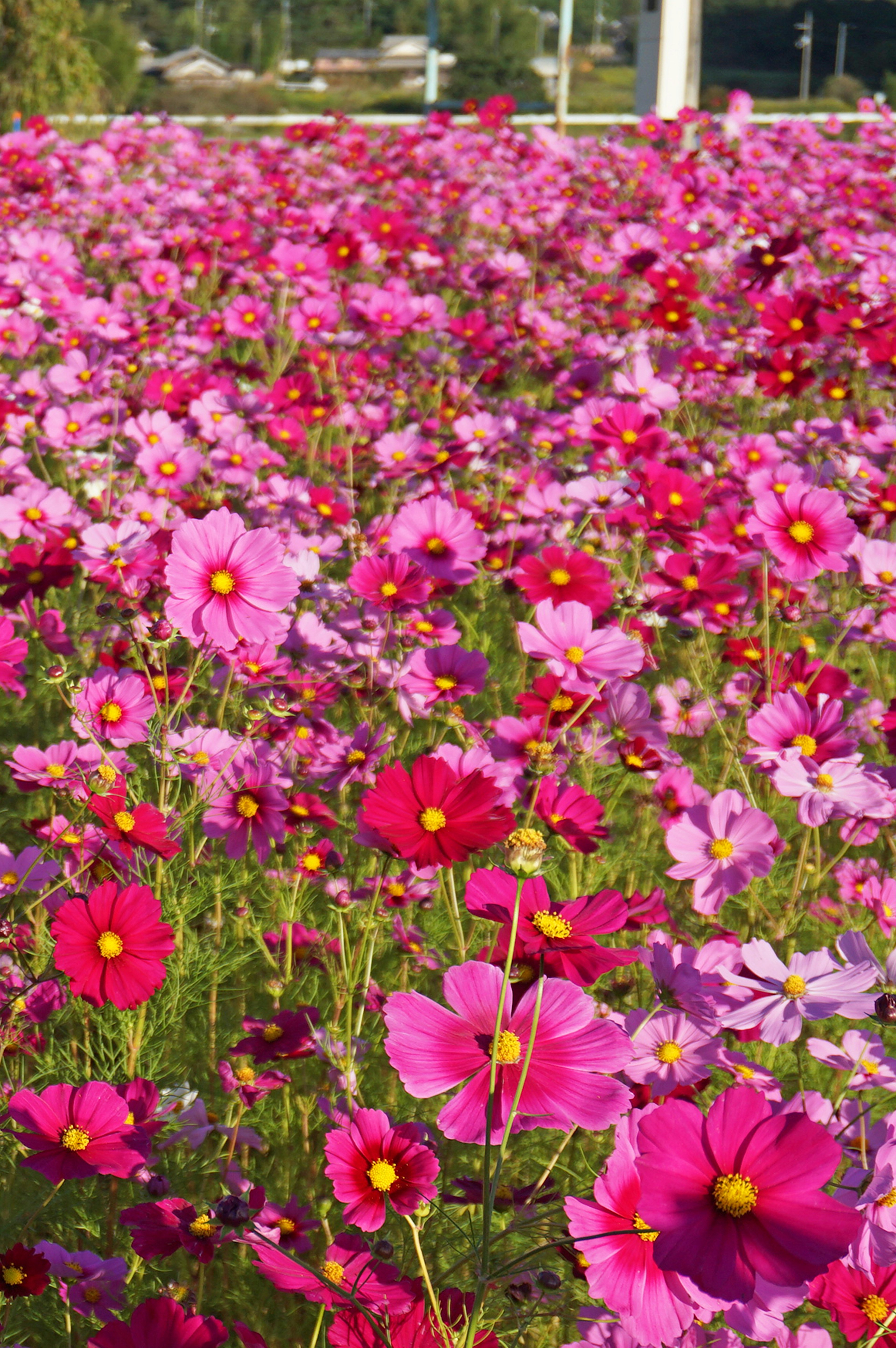 Lebendiges Feld mit blühenden Kosmosblumen in Rosatönen