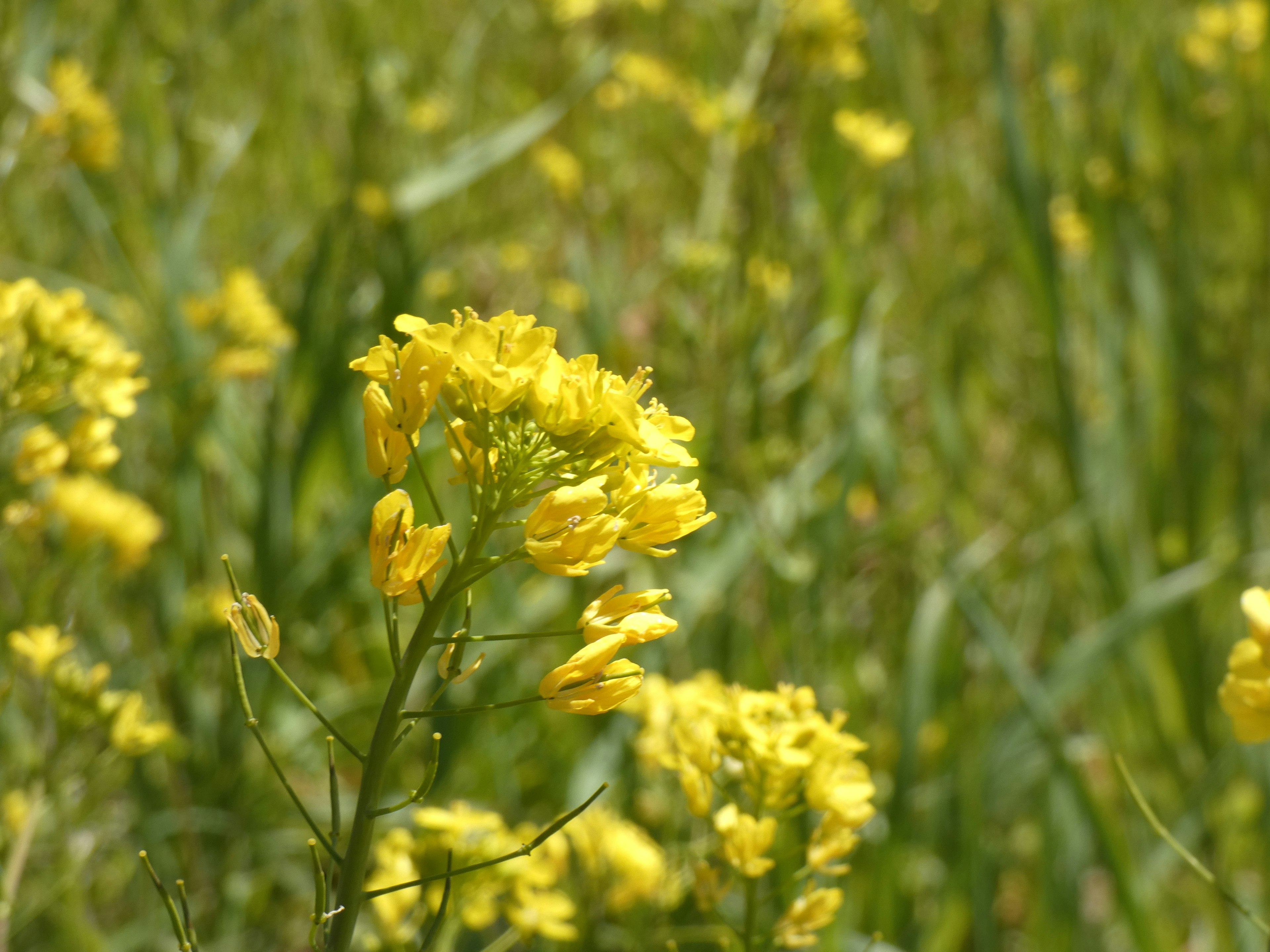 Foto padang rumput dengan bunga kuning yang mekar