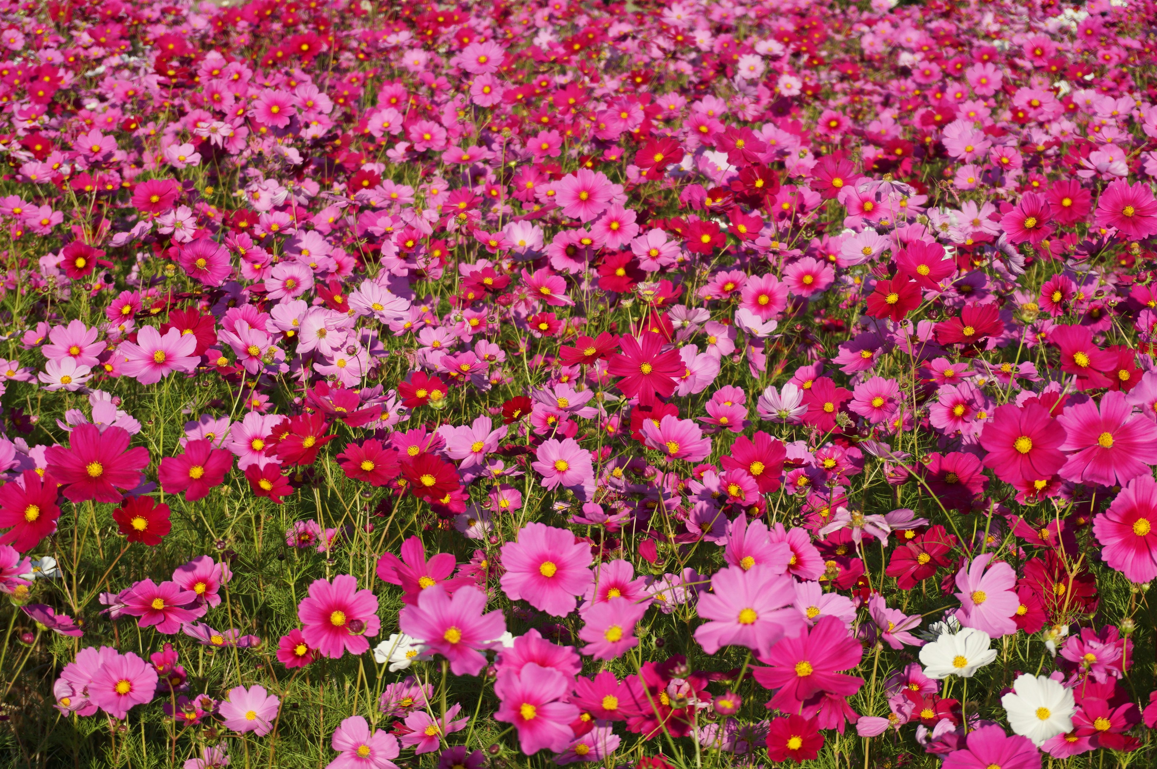 Vast field of blooming cosmos flowers in vibrant pinks and whites