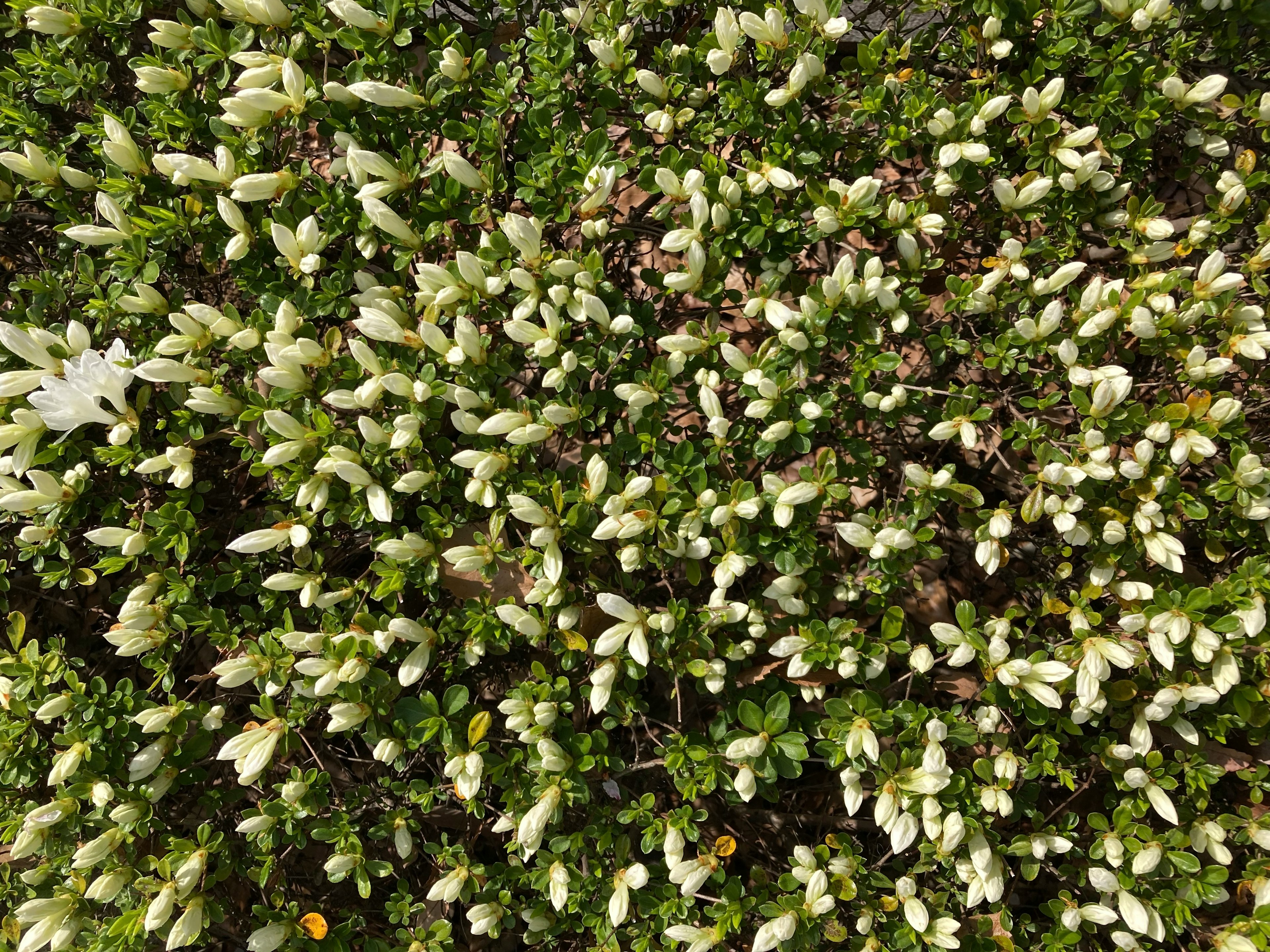 白い花のつぼみが密集している緑の植物の上からの視点