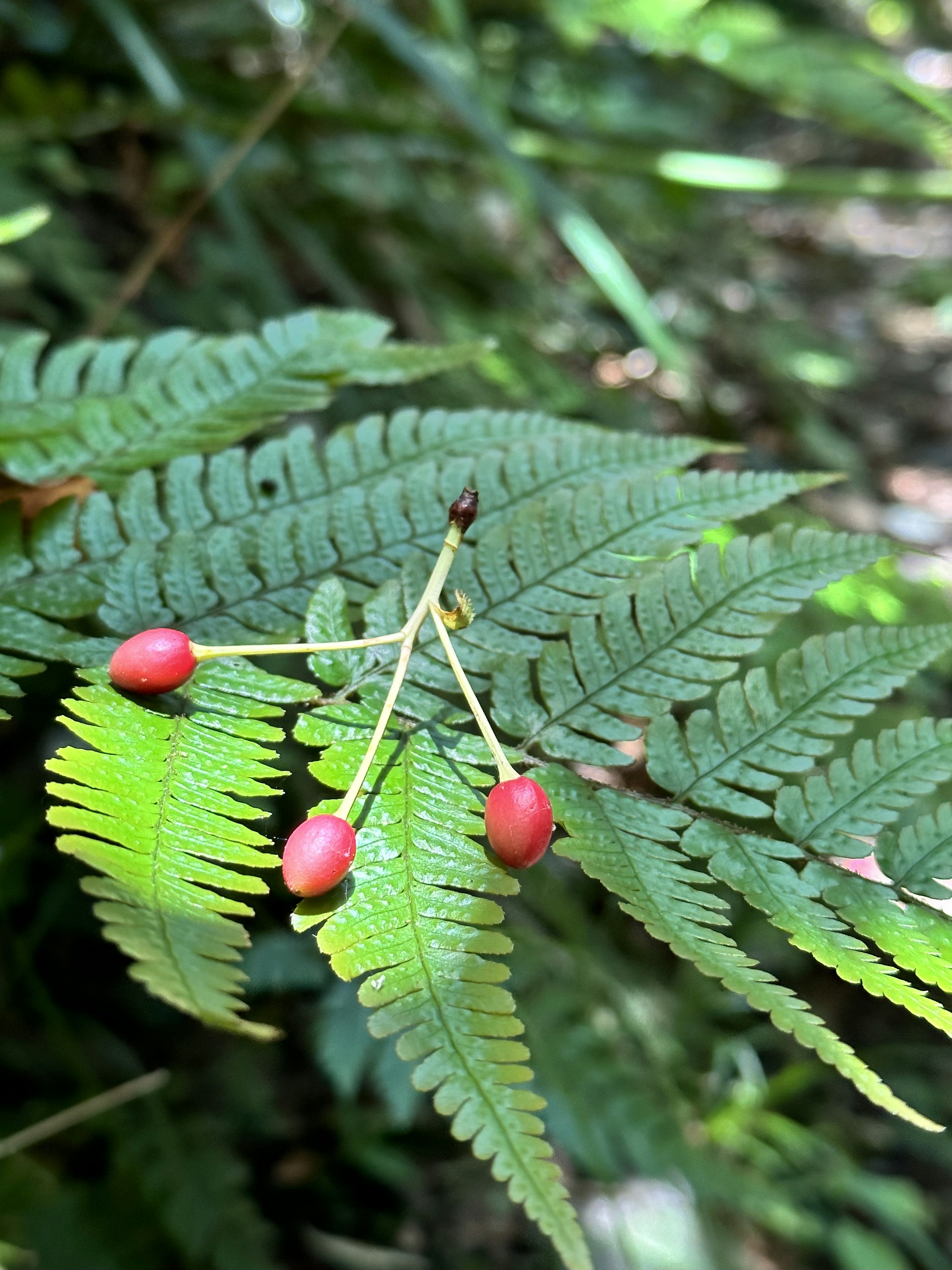 Planta de helecho con hojas verdes y bayas rojas