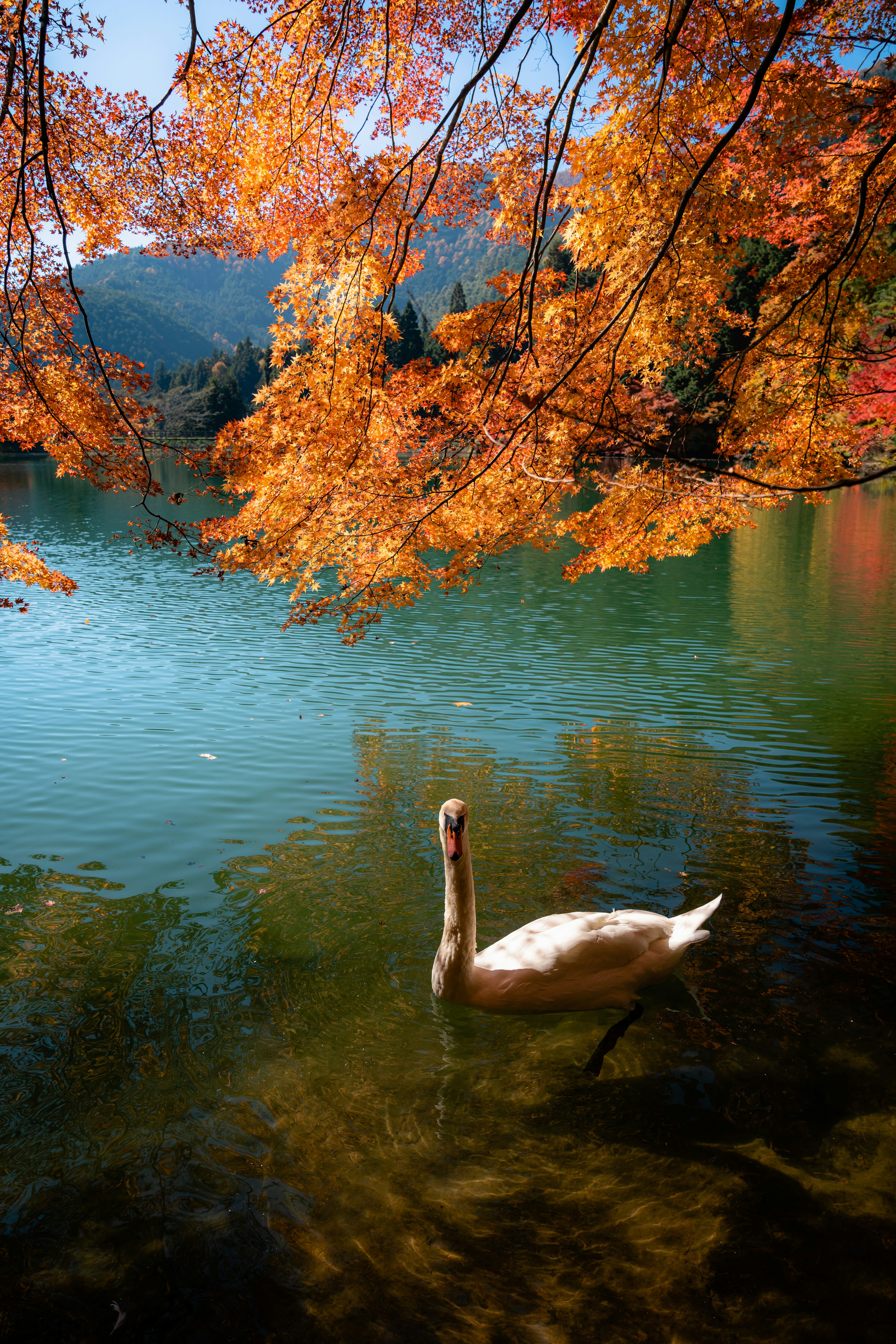 Una scena autunnale serena con un cigno che scivola sull'acqua circondato da foglie arancioni e rosse vibranti