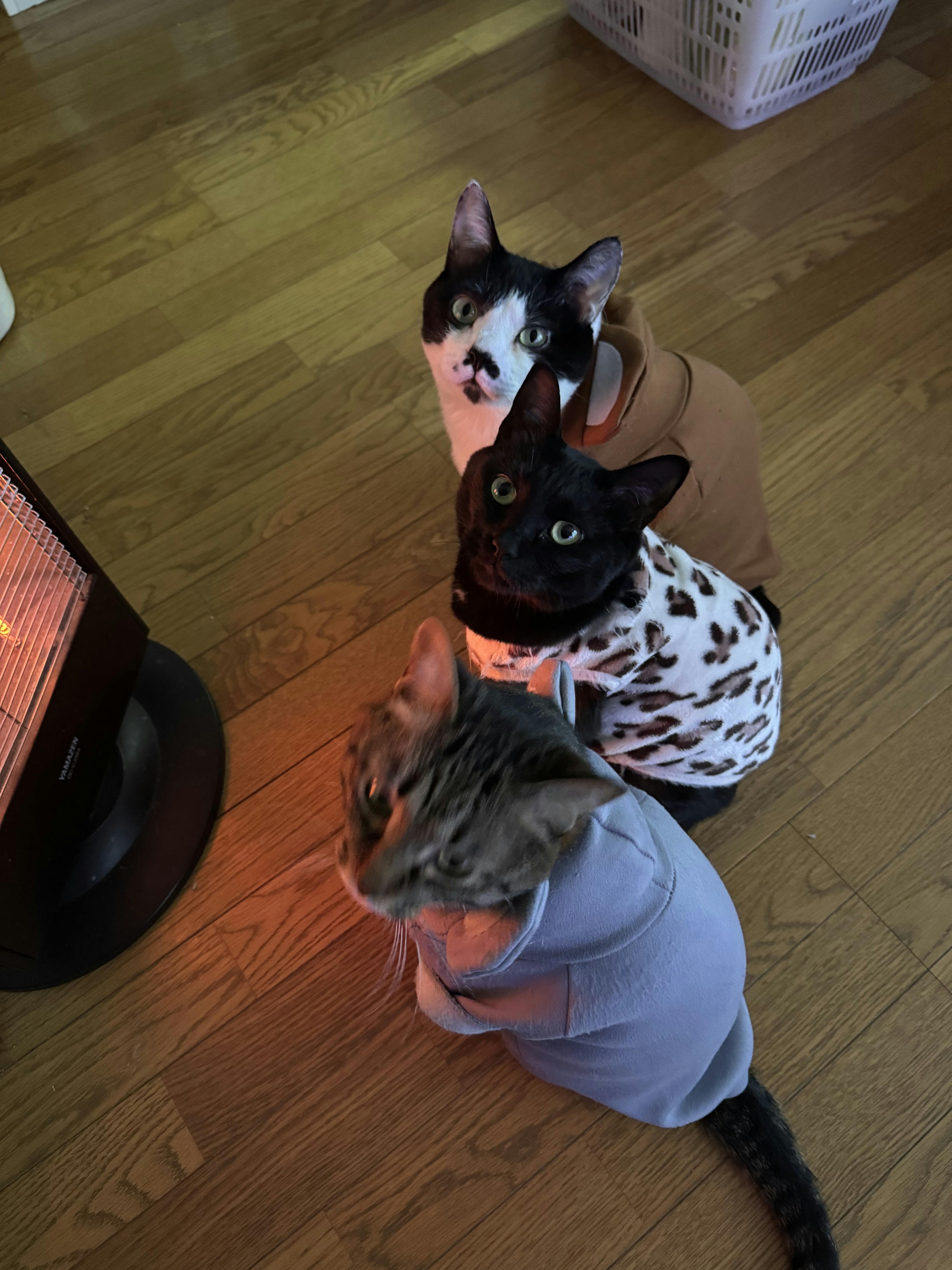 Three cats wearing clothing sitting in front of a heater