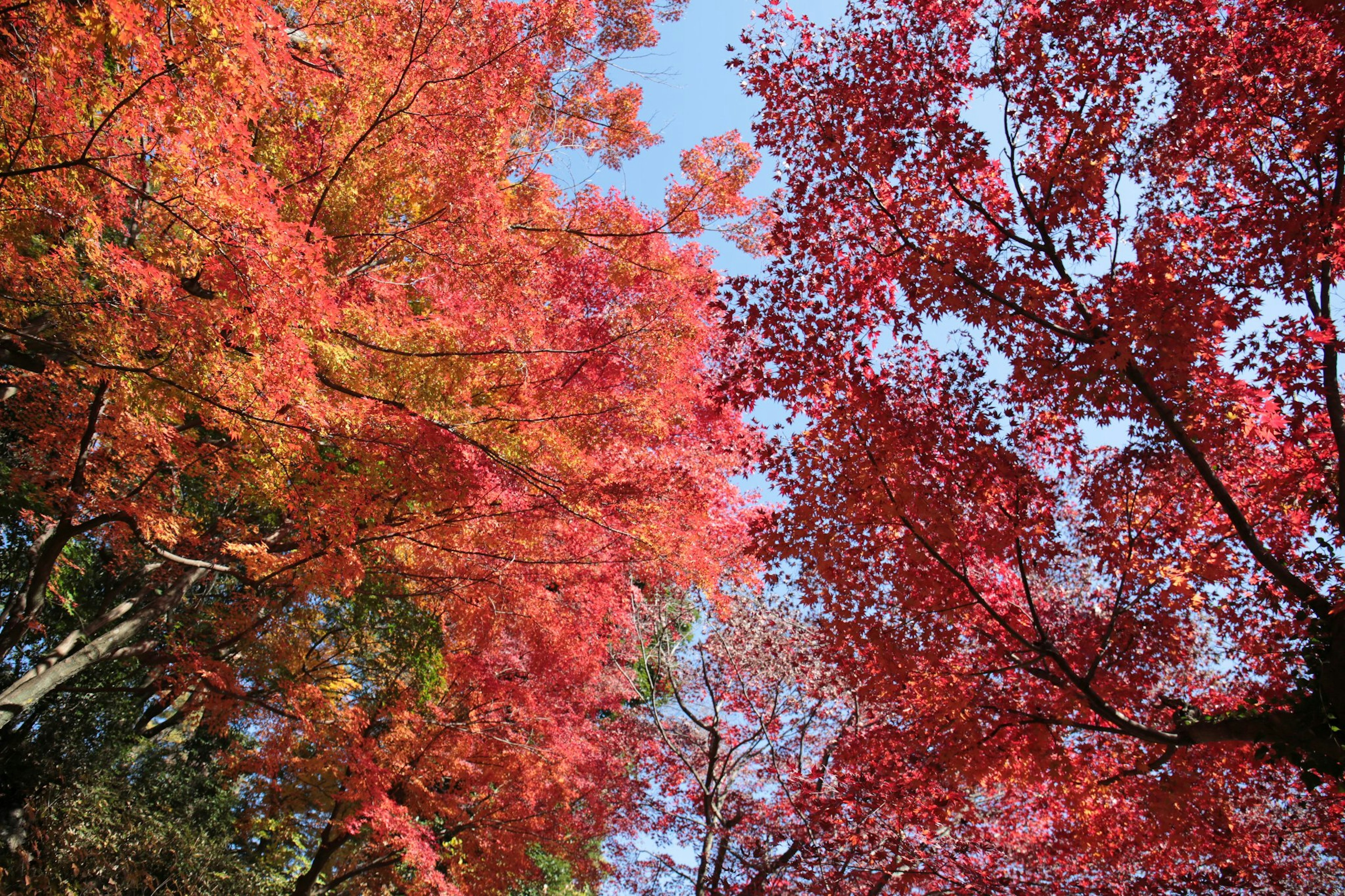 Vibrant autumn leaves covering the sky in a beautiful landscape