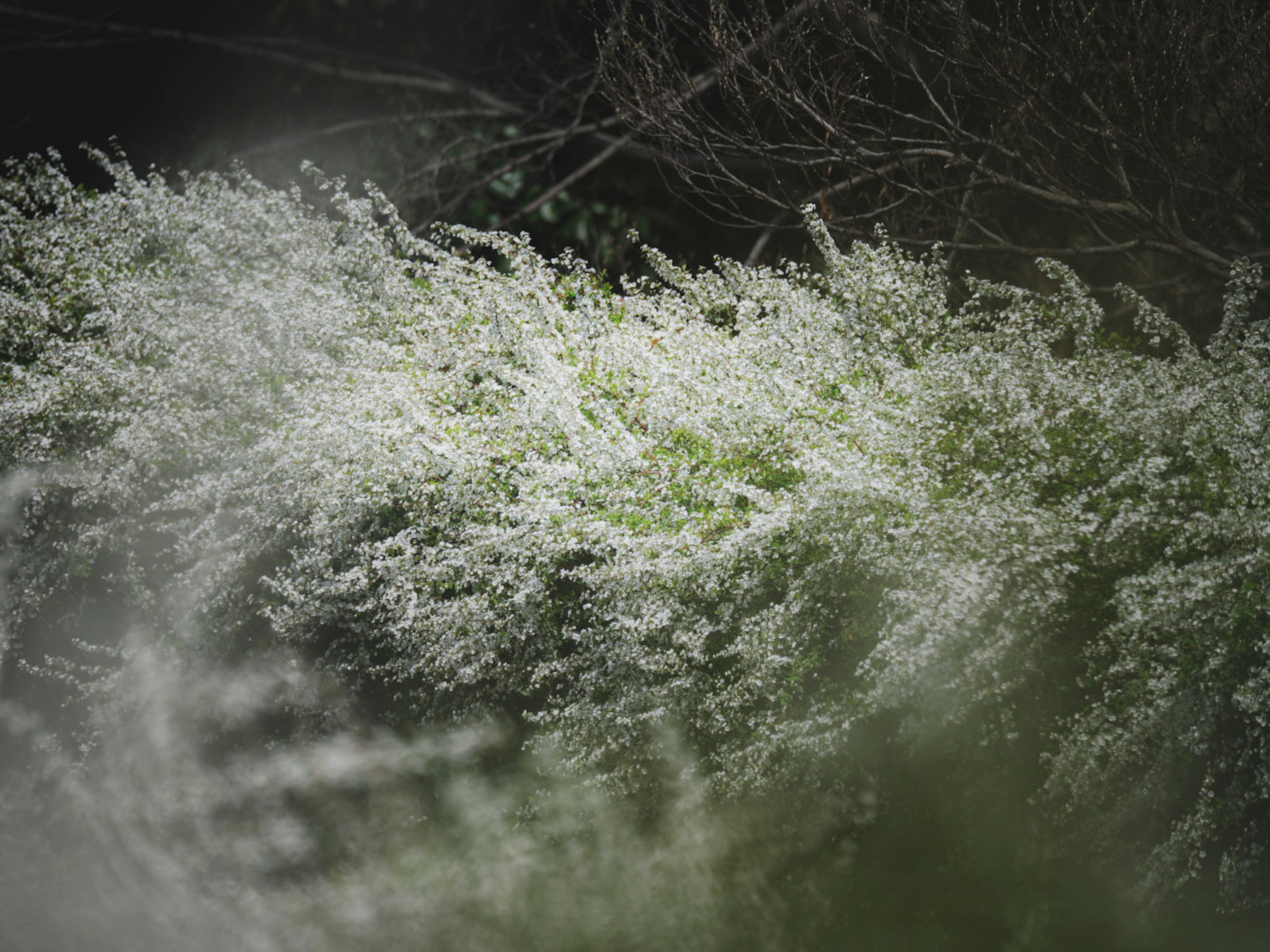 白い花が咲く植物の群れが薄暗い背景に映える