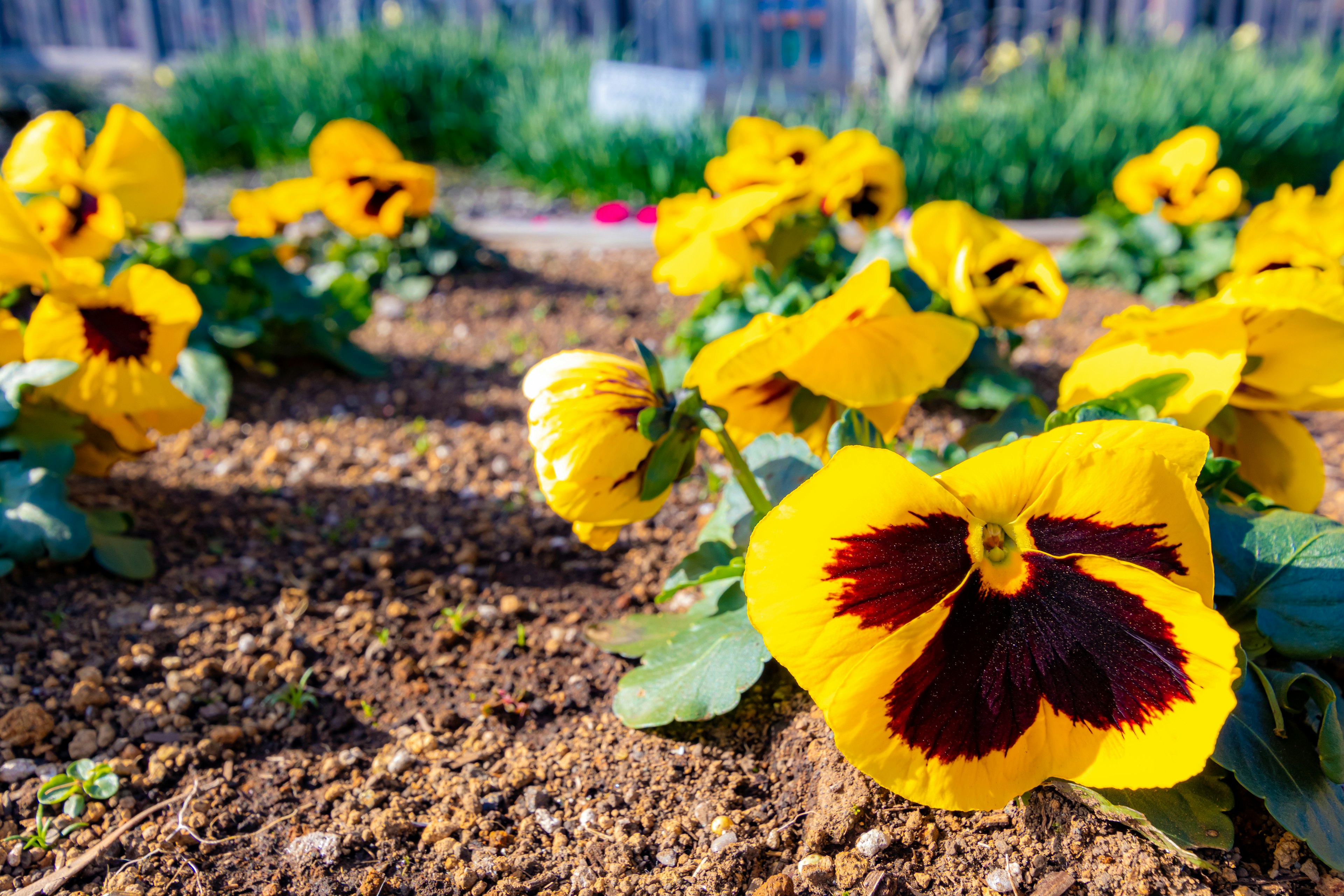 Close-up of yellow pansy flowers in a garden bed