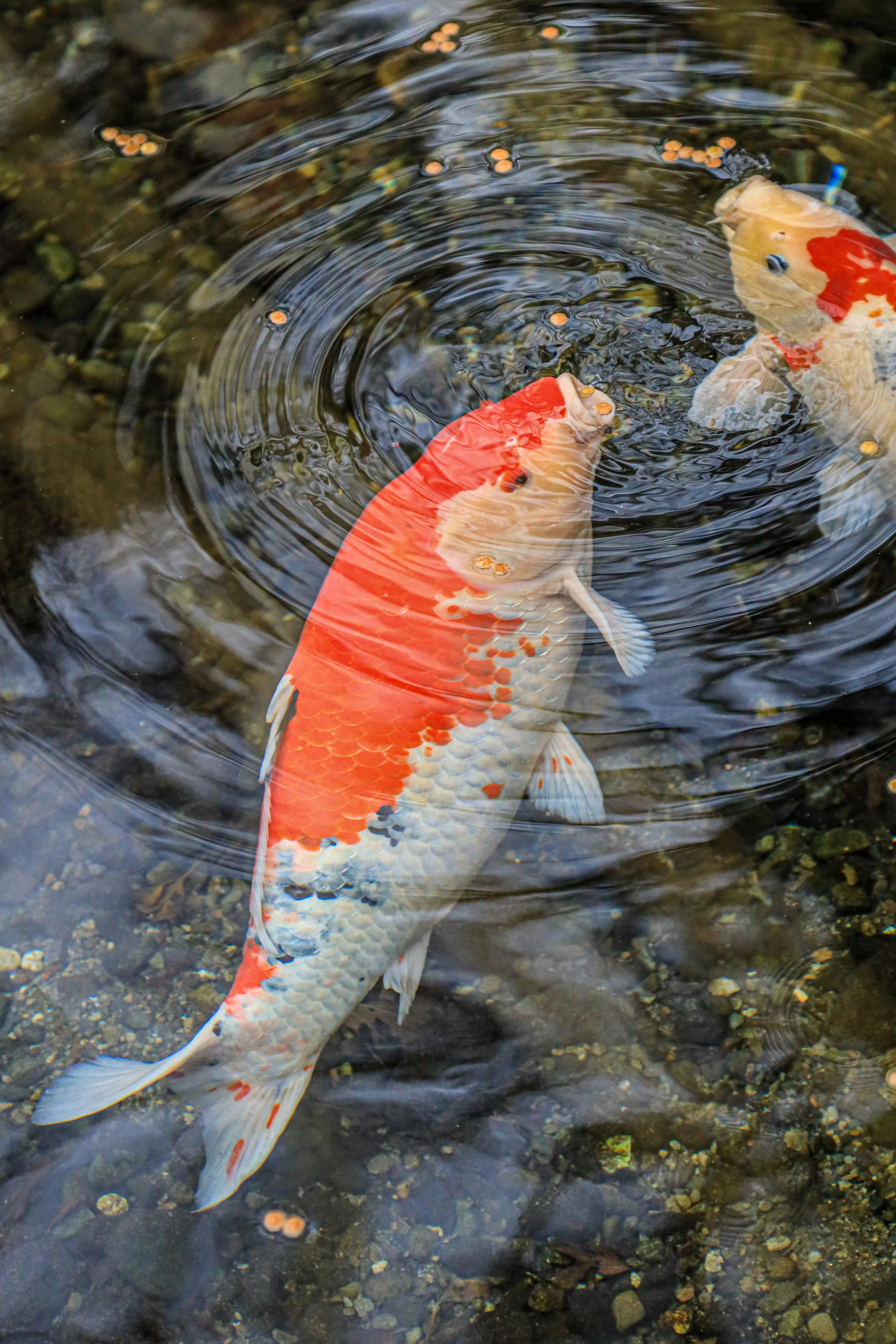 Ikan koi berwarna-warni berenang di permukaan air