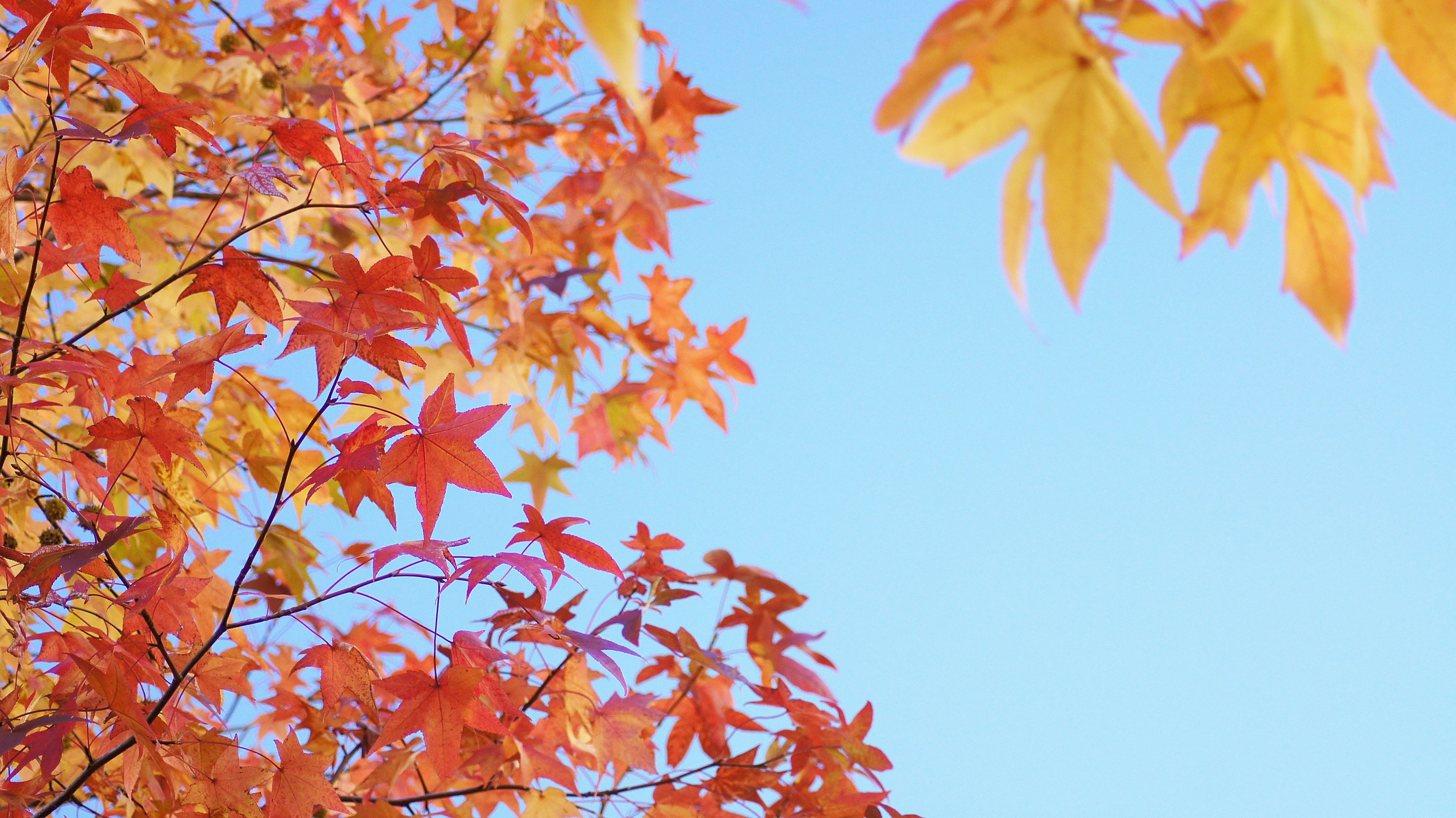 Vibrant orange and yellow autumn leaves against a blue sky