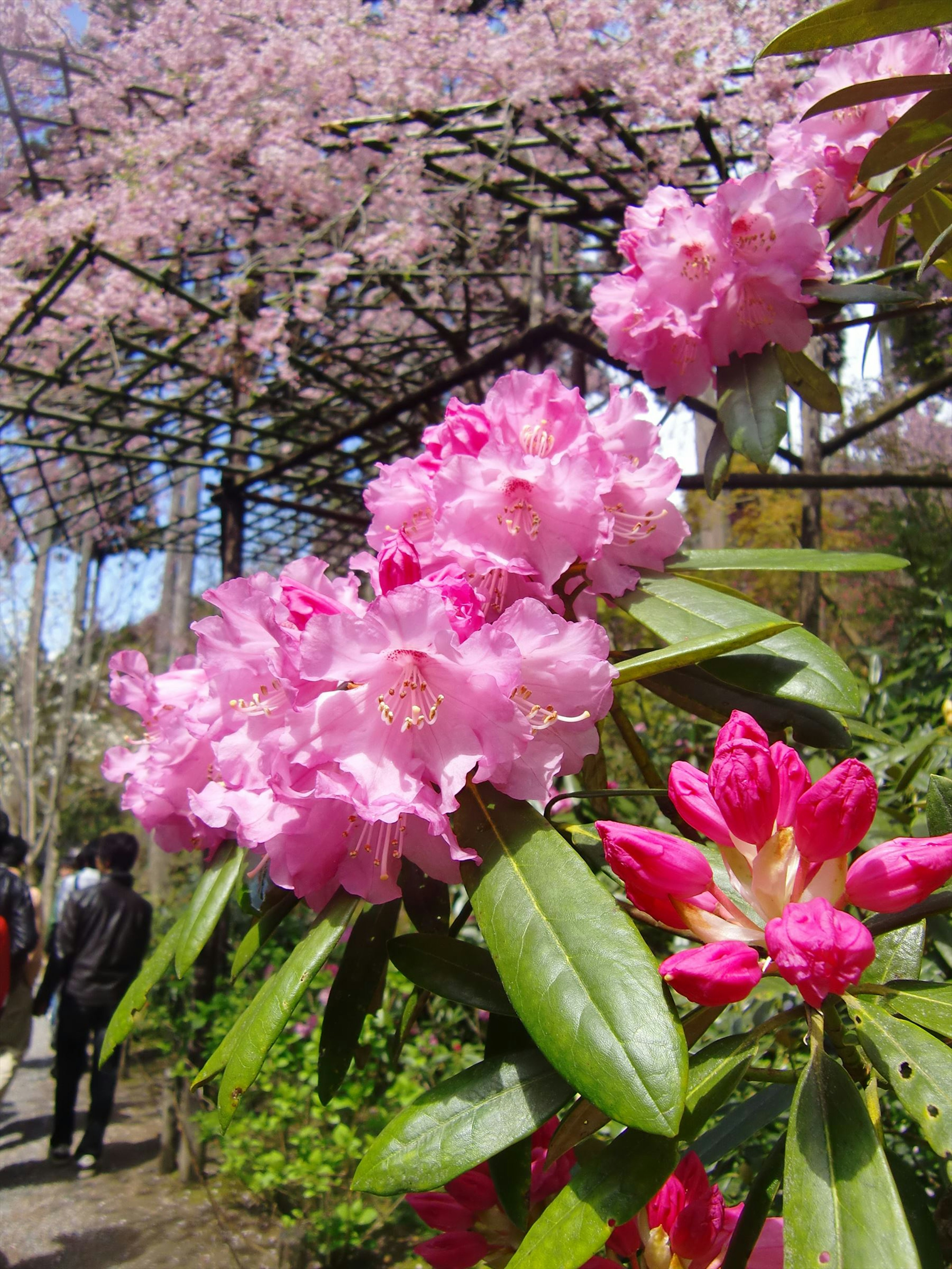 Vibrant pink rhododendron flowers with cherry blossoms in the background in a park setting