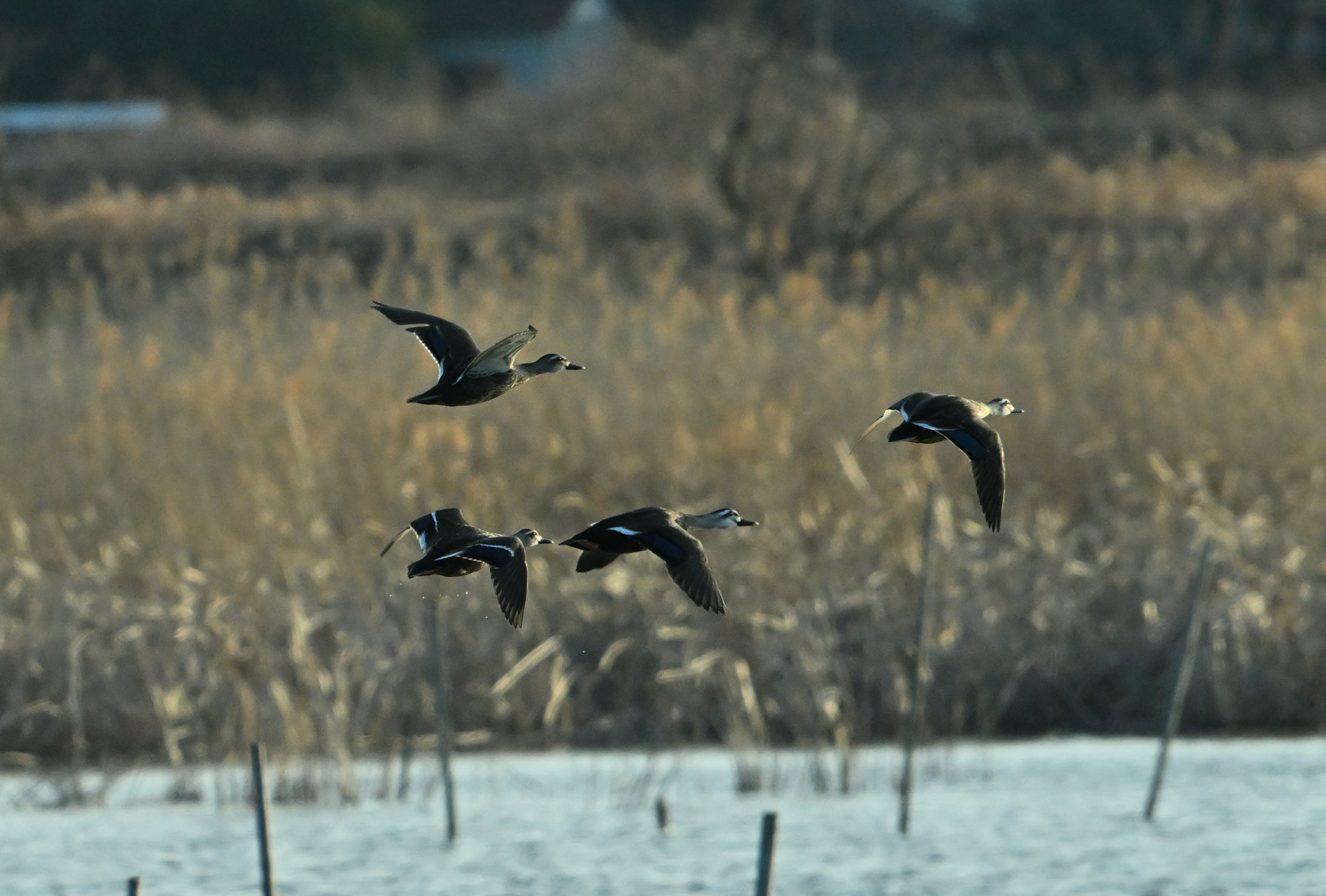 Eine Gruppe von Vögeln, die über ein goldenes Grasland fliegen