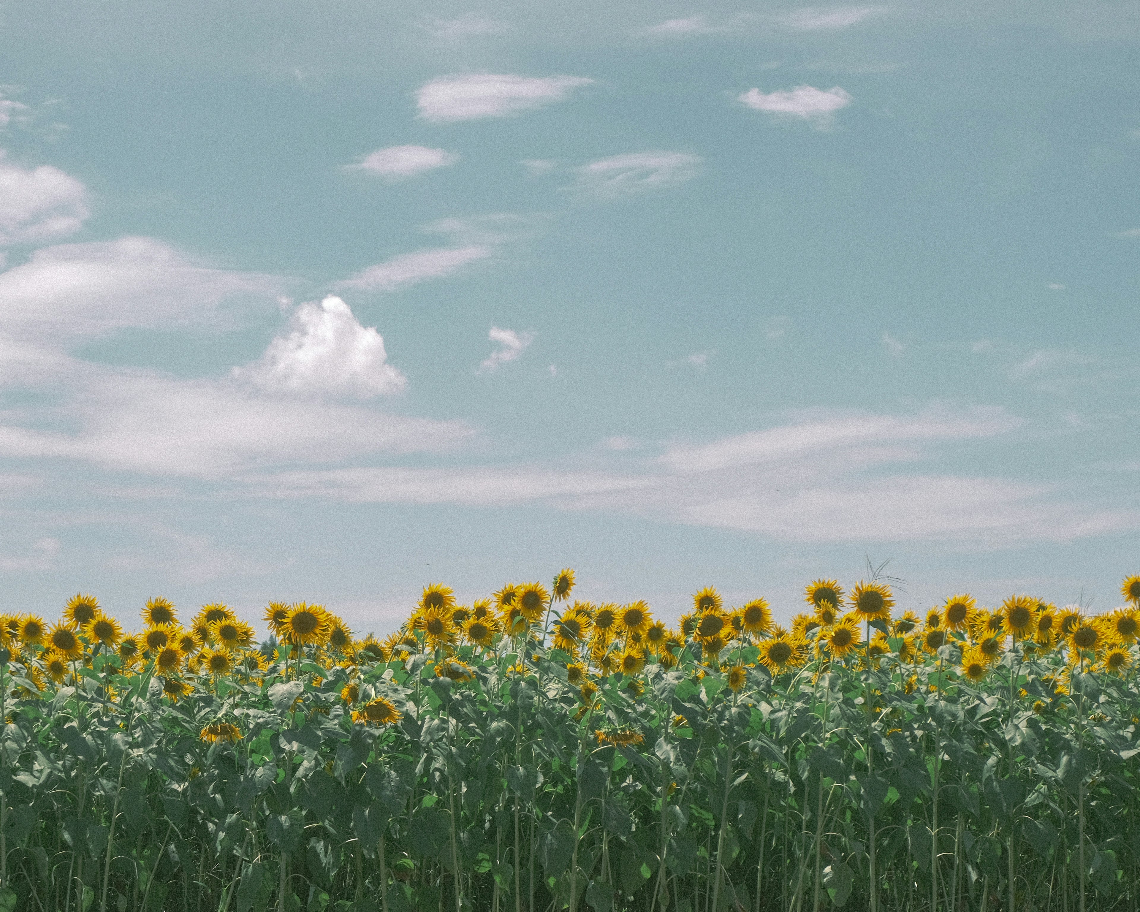 Ein Sonnenblumenfeld unter einem blauen Himmel