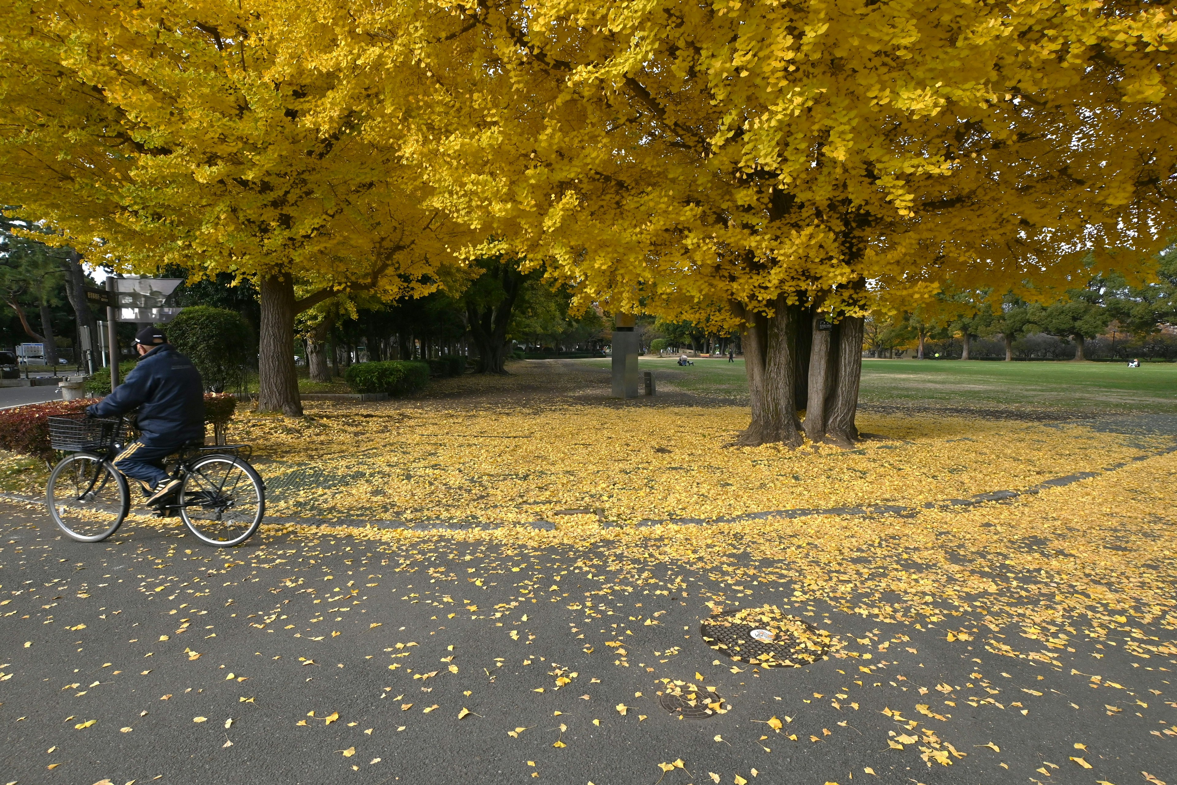 Una persona montando en bicicleta en un parque cubierto de hojas amarillas