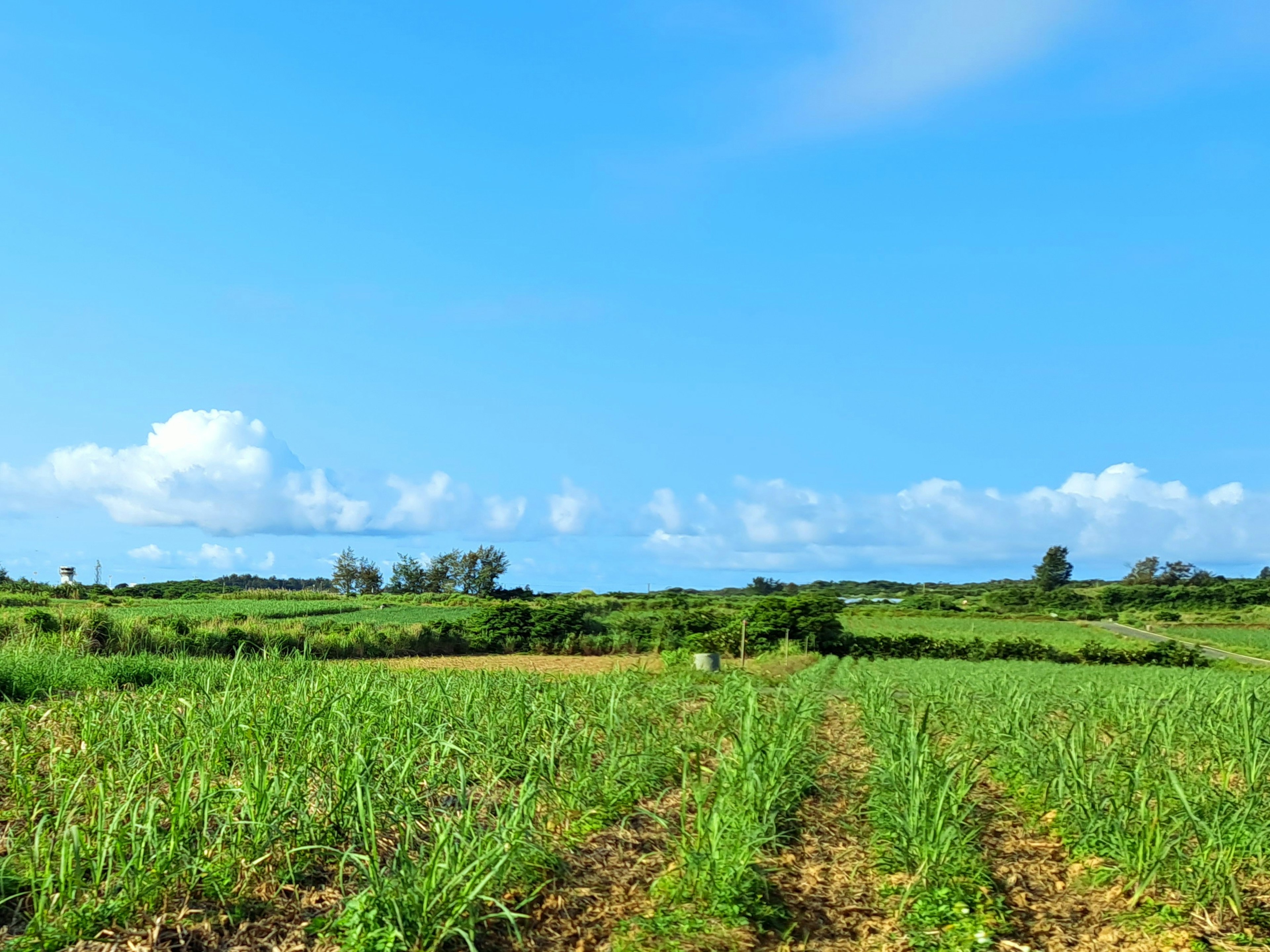 Green farmland with rows of crops under a clear blue sky