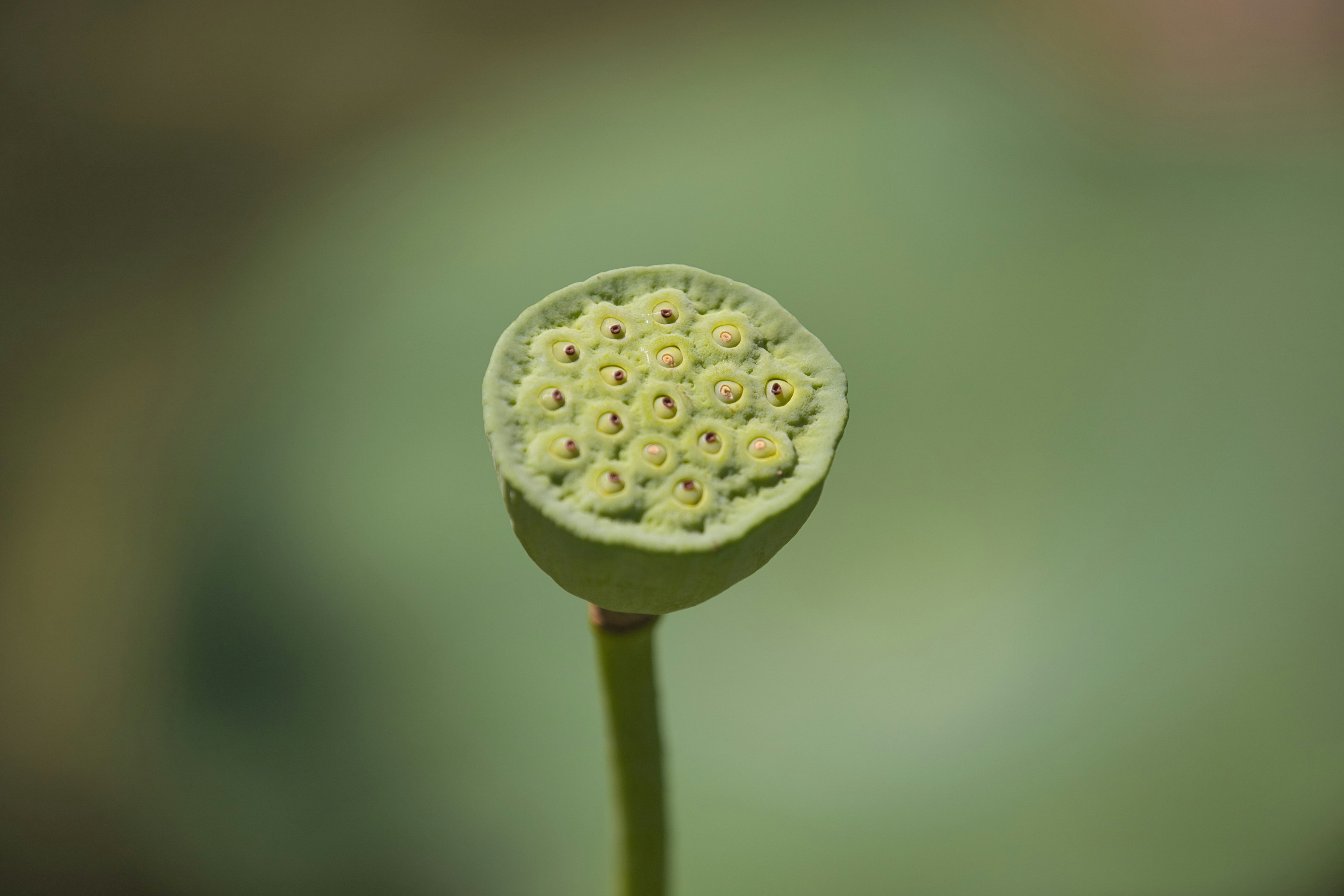 展示綠色蓮子荚的圖像