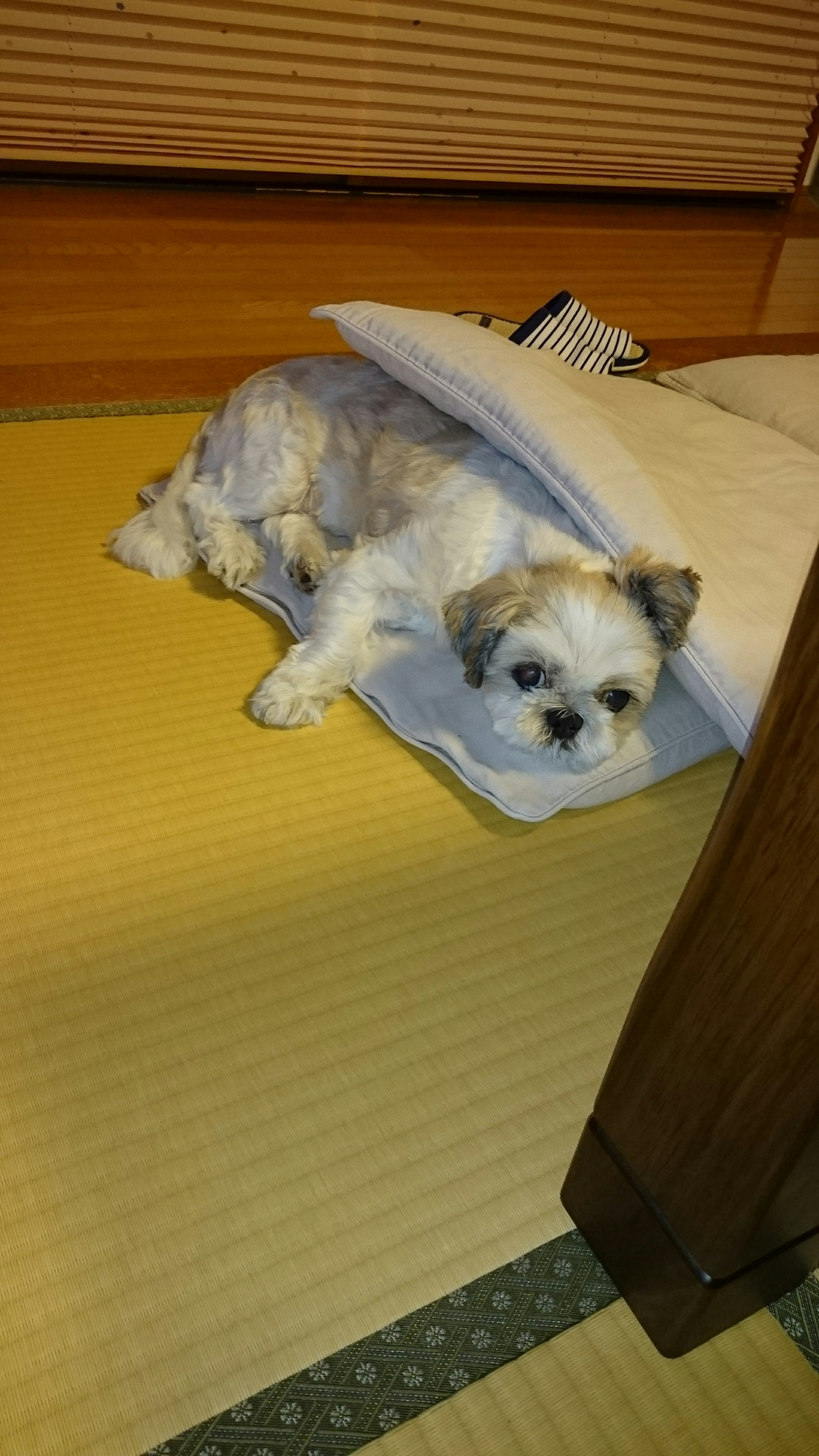 Un cane sdraiato sotto una coperta su un pavimento in tatami