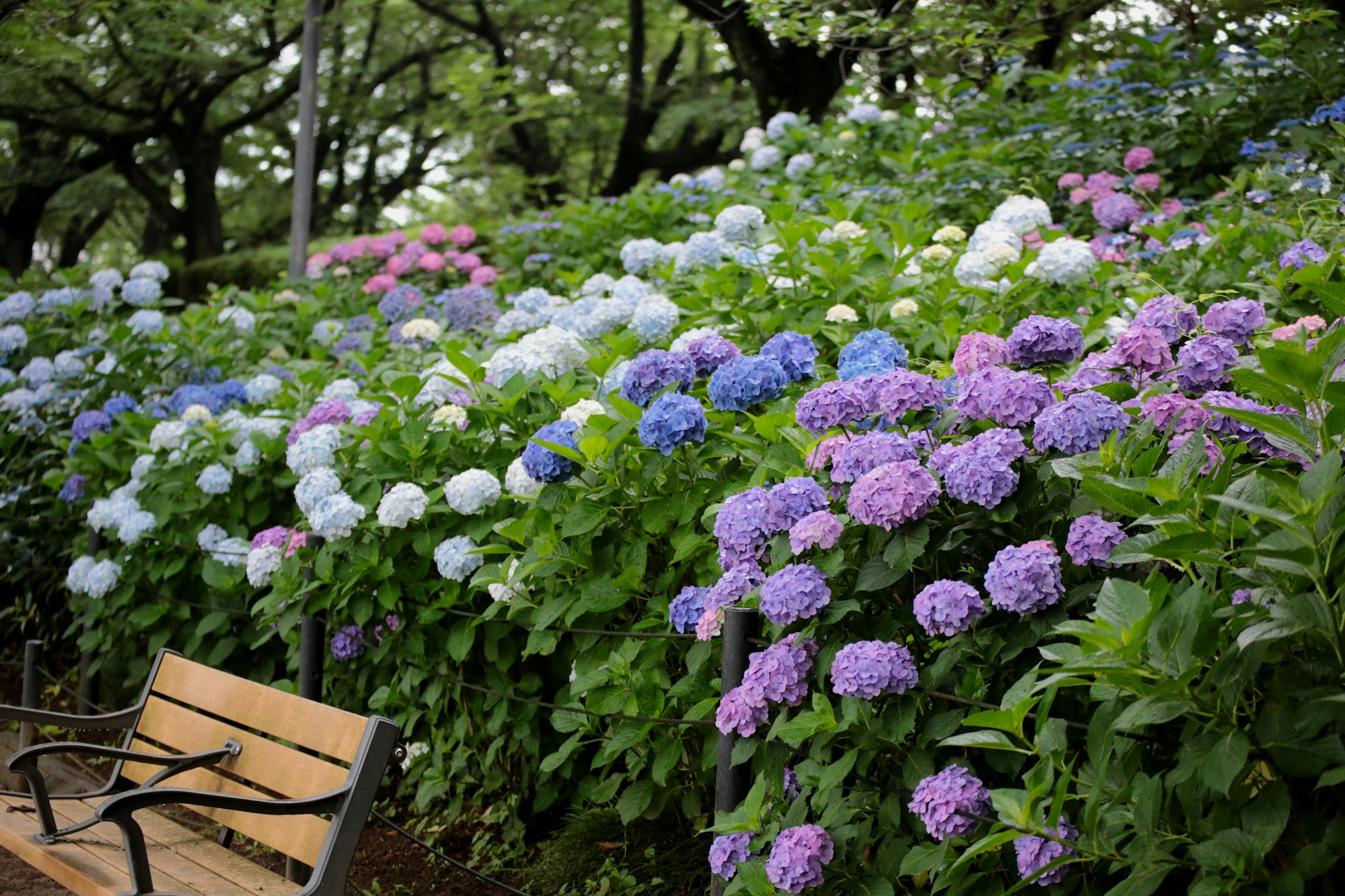 Una escena de parque con hortensias en flor de colores azul, púrpura y rosa con un banco en primer plano