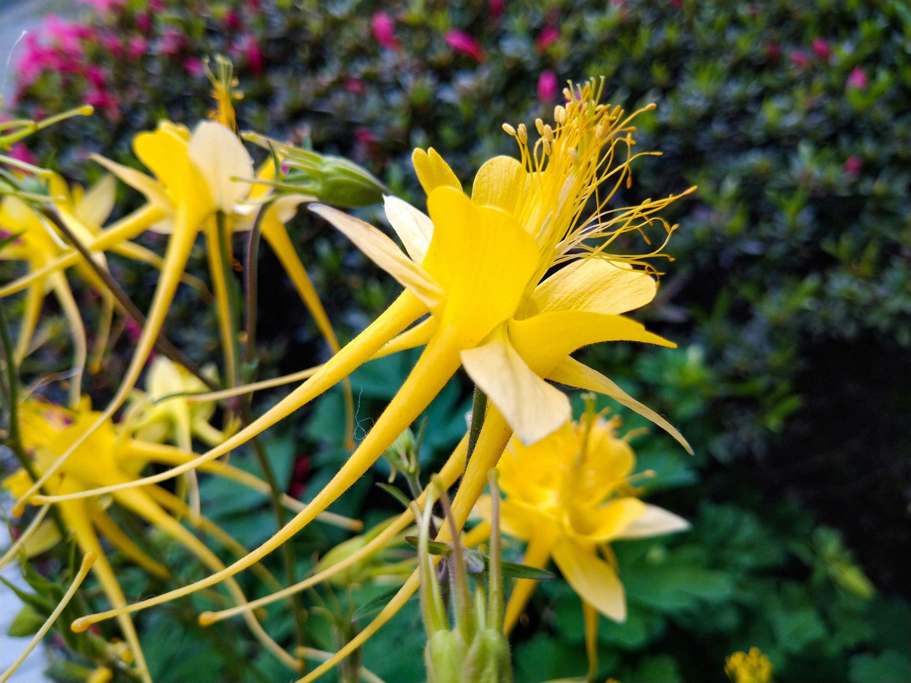 Primo piano di fiori gialli con petali lunghi circondati da foglie verdi e fiori rosa sullo sfondo