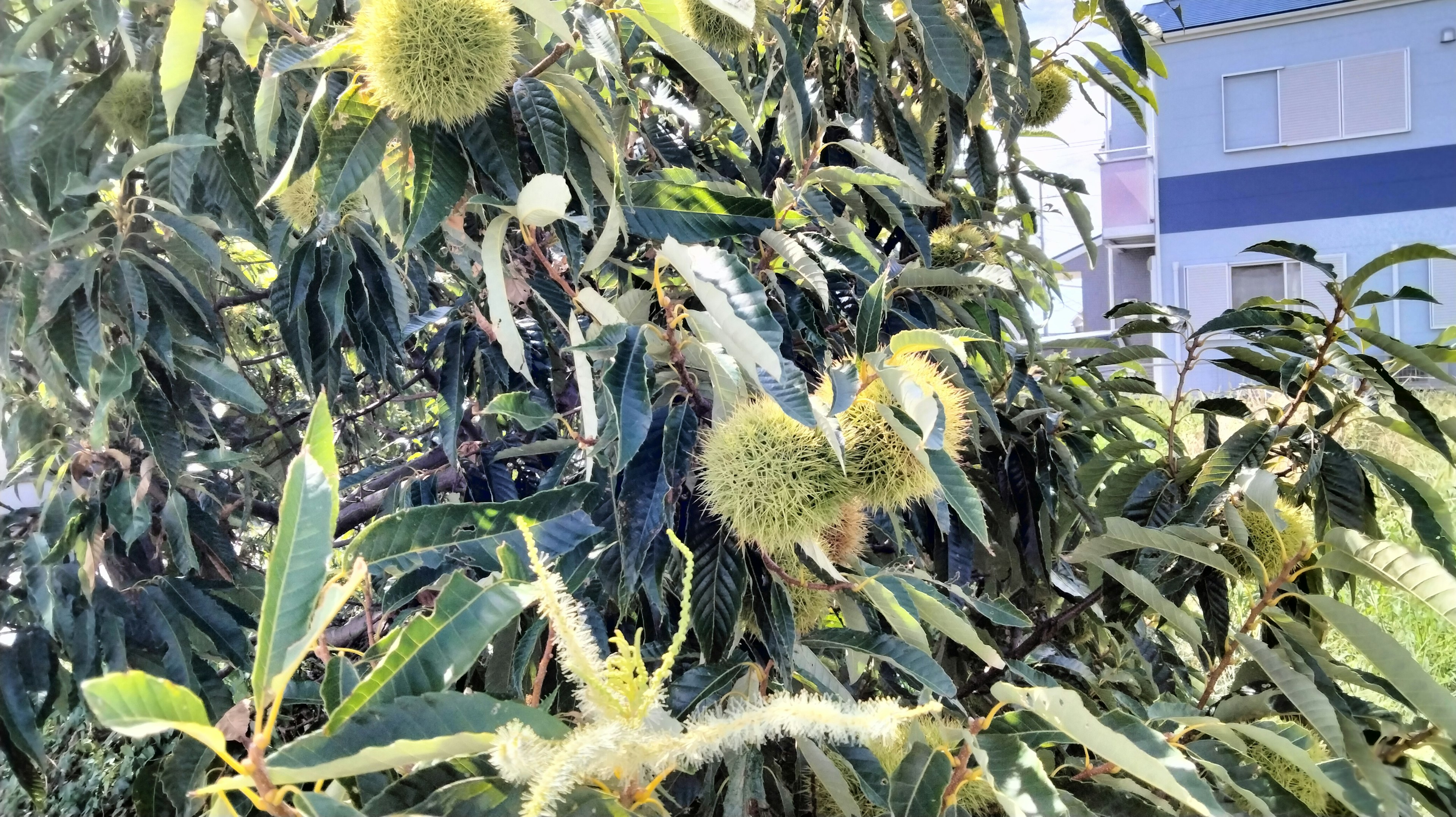 Chestnut tree with spiky chestnuts and green leaves