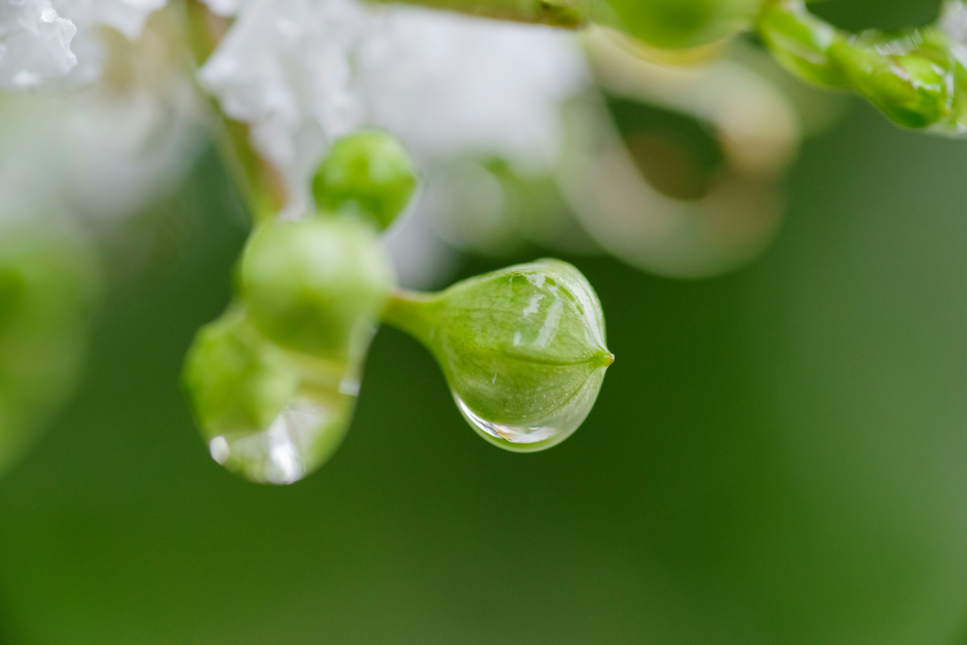 Nahaufnahme eines grünen Knospen mit einem Wassertropfen vor unscharfem Hintergrund